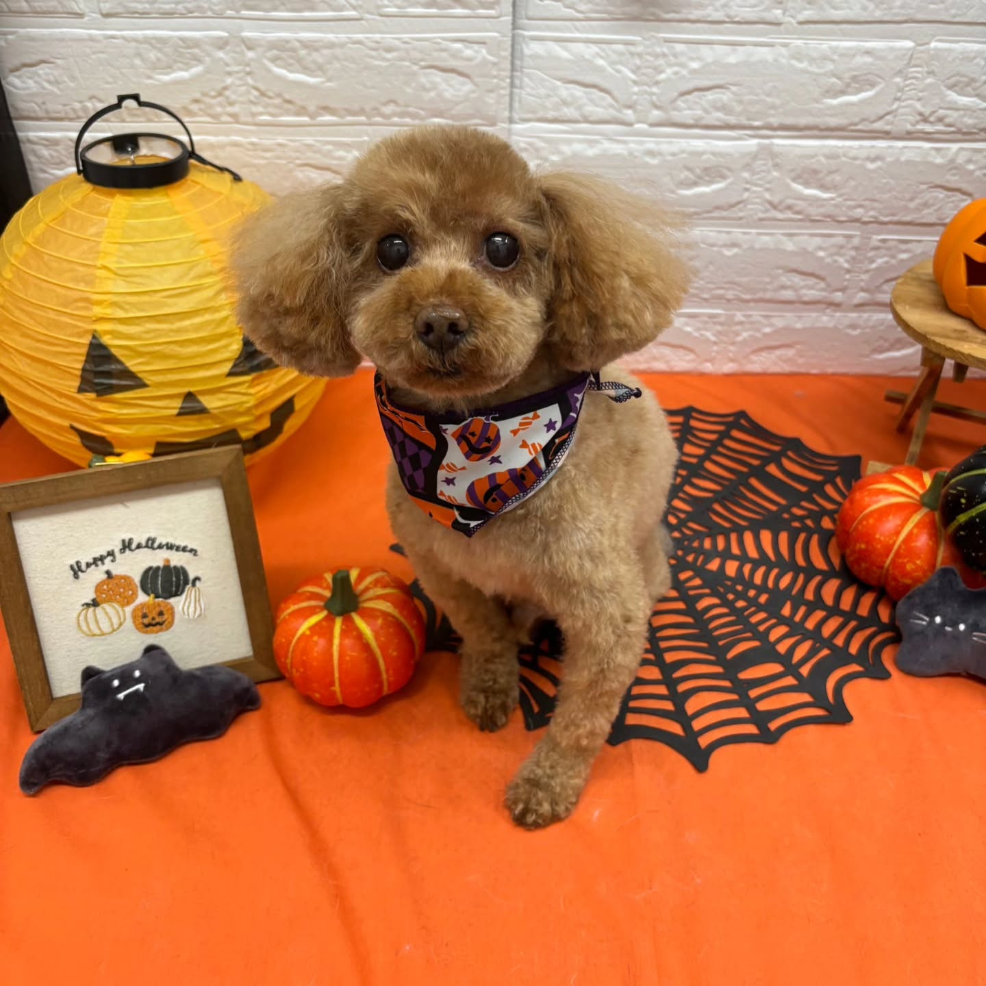 🎃🦇🕸🎃🦇🕸🎃🦇🕸