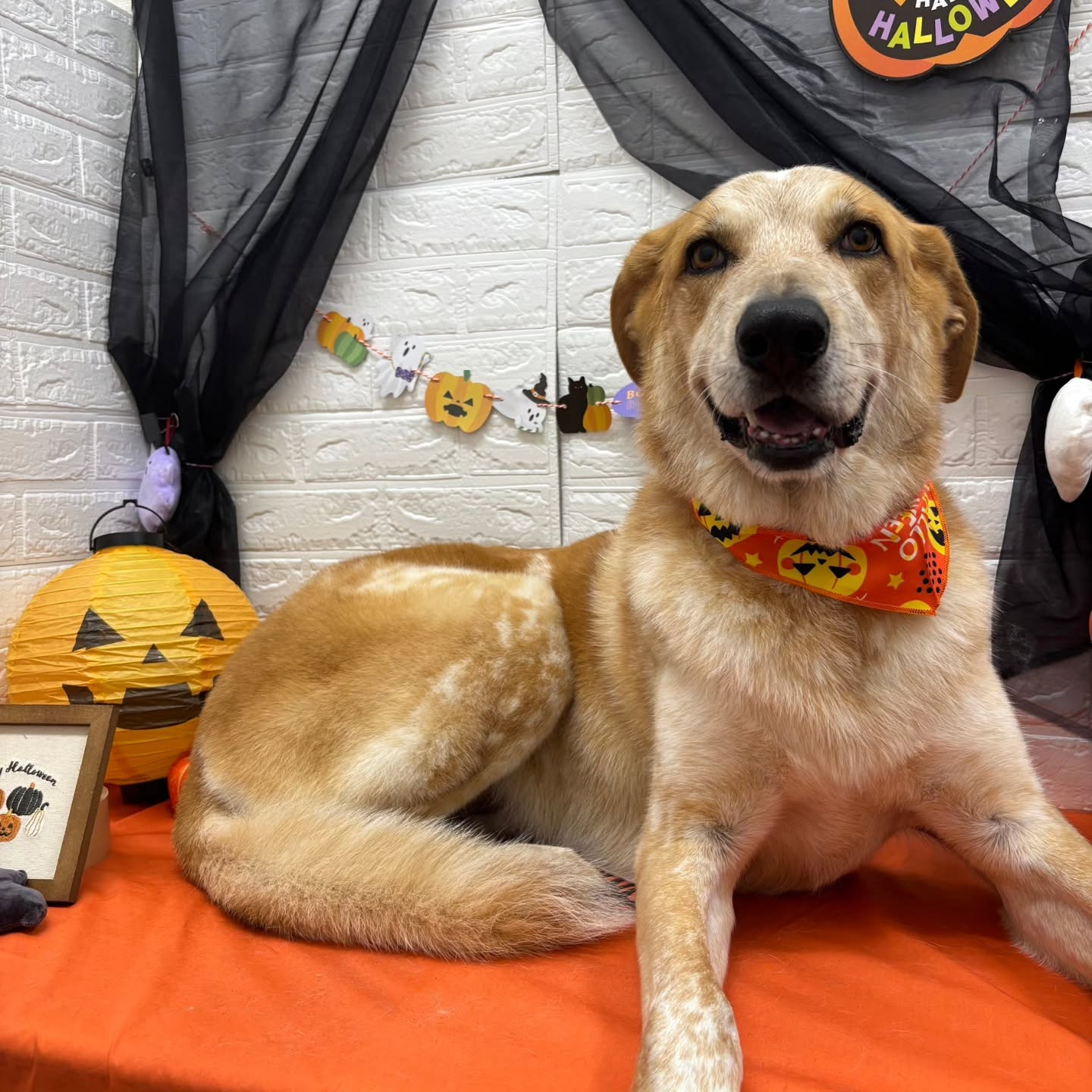 🎃🦇🕸🎃🦇🕸🎃🦇🕸