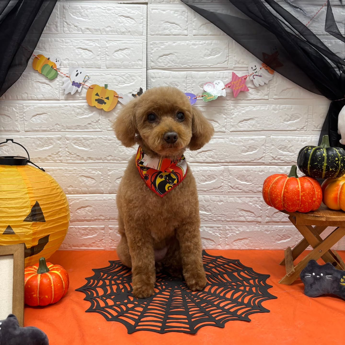 🎃🦇🕸🎃🦇🕸🎃🦇🕸