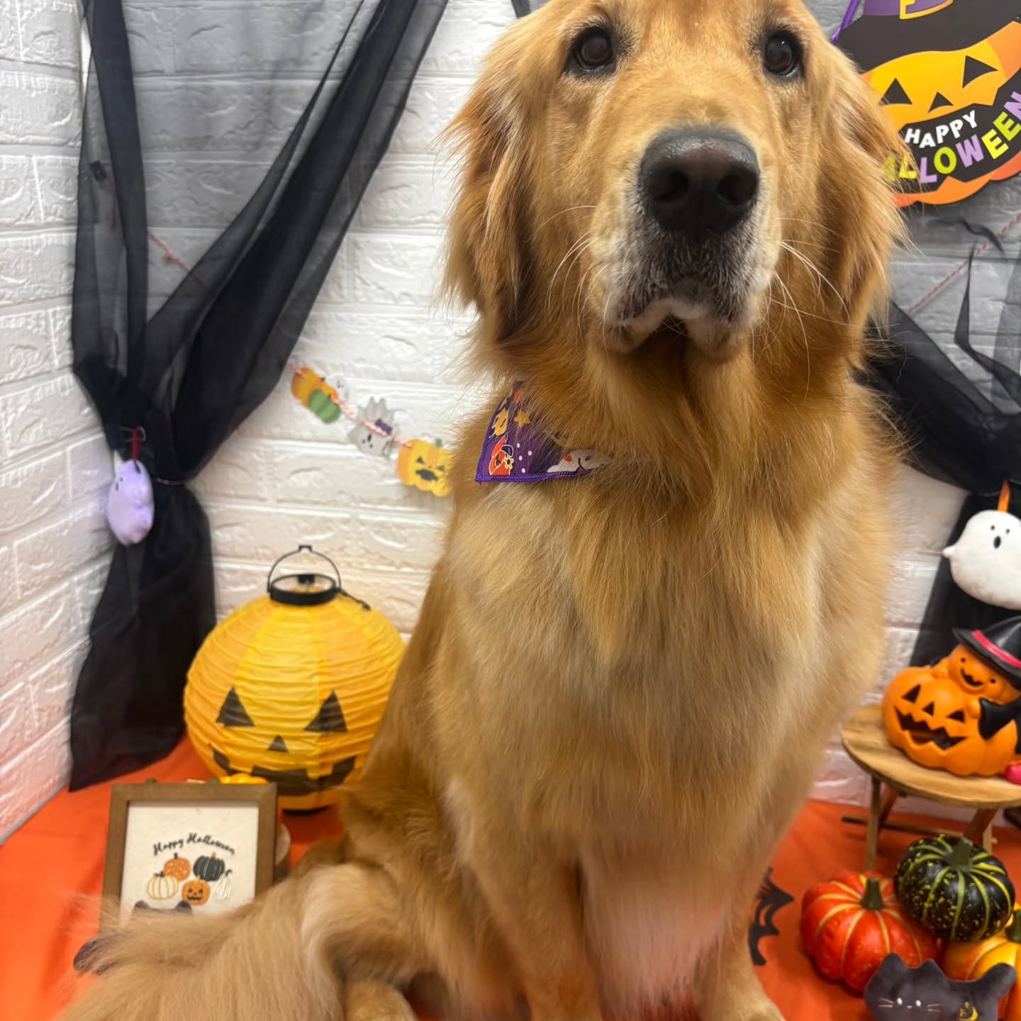 🎃🦇🕸🎃🦇🕸🎃🦇🕸