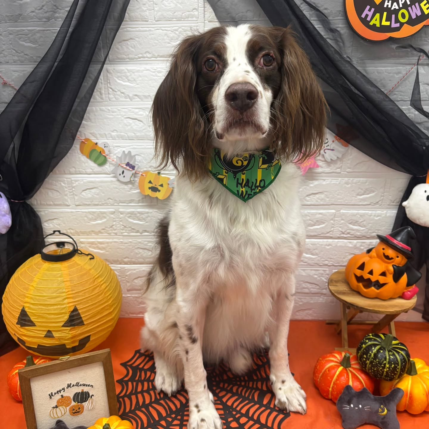 🎃🦇🕸🎃🦇🕸🎃🦇🕸