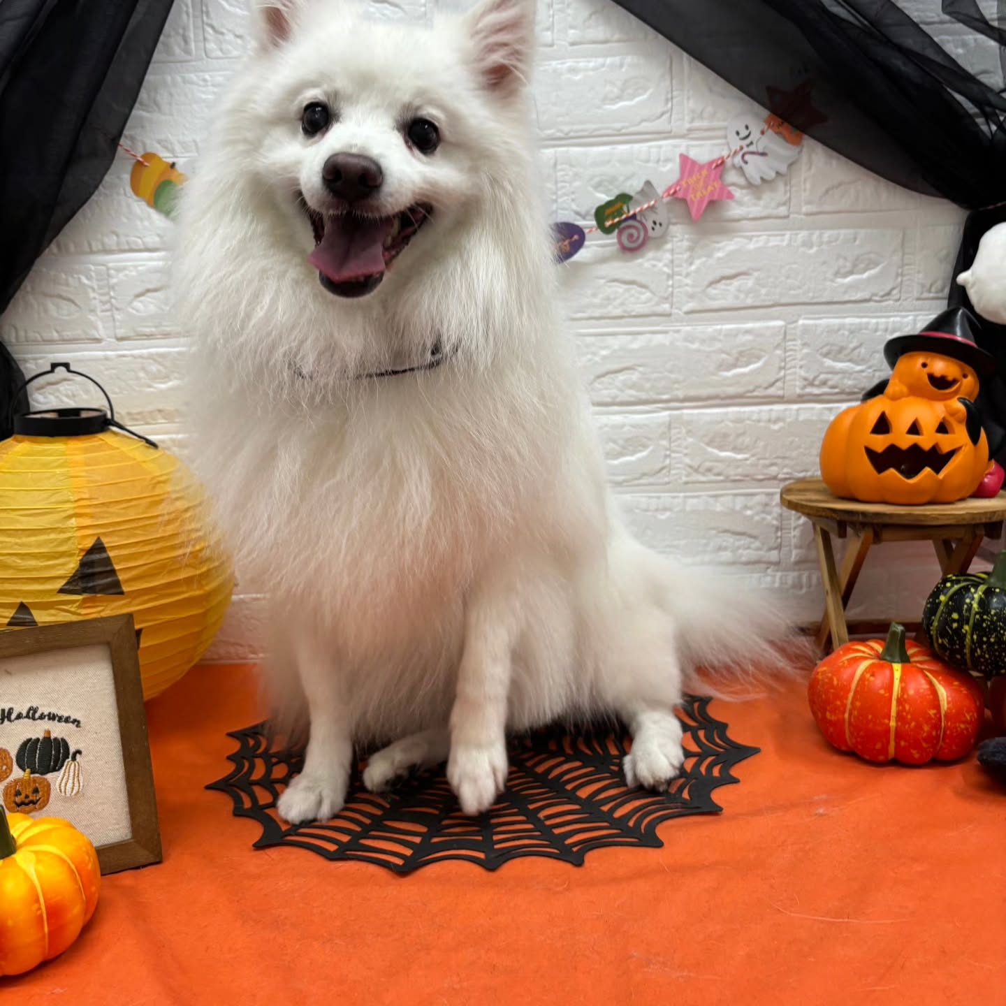 🎃🦇🕸🎃🦇🕸🎃🦇🕸