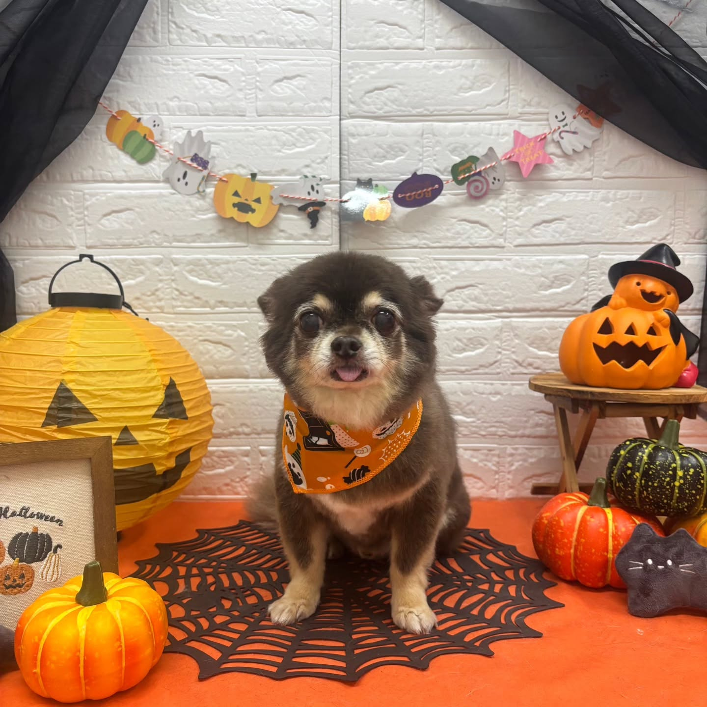 🎃🦇🕸🎃🦇🕸🎃🦇🕸