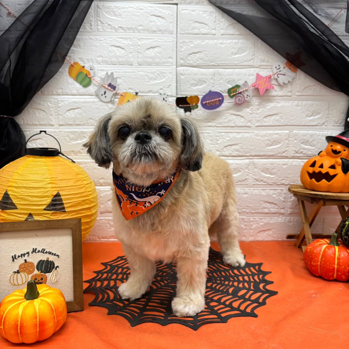 🎃🦇🕸🎃🦇🕸🎃🦇🕸