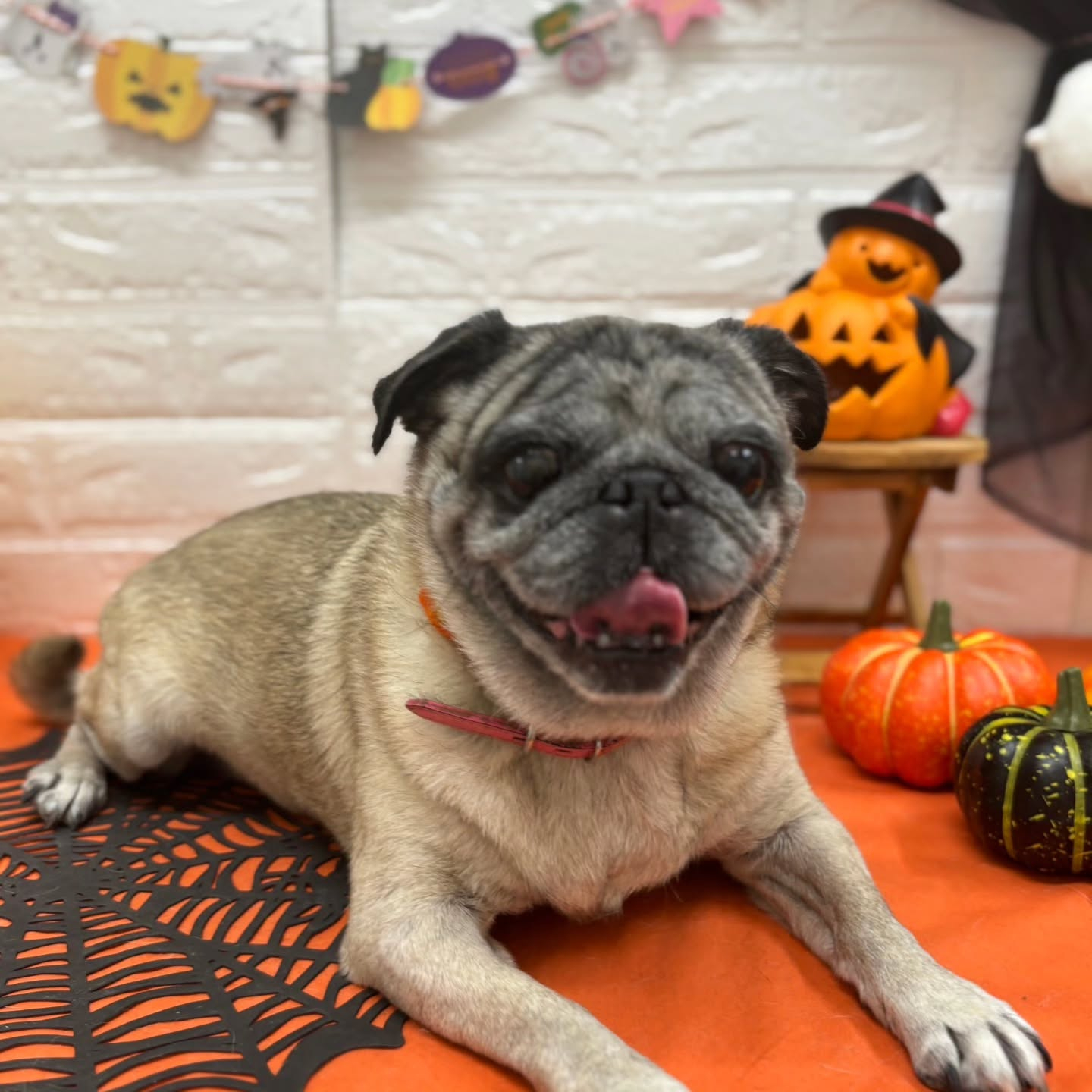 ๐๐ฆ๐ธ๐๐ฆ๐ธ๐๐ฆ๐ธ