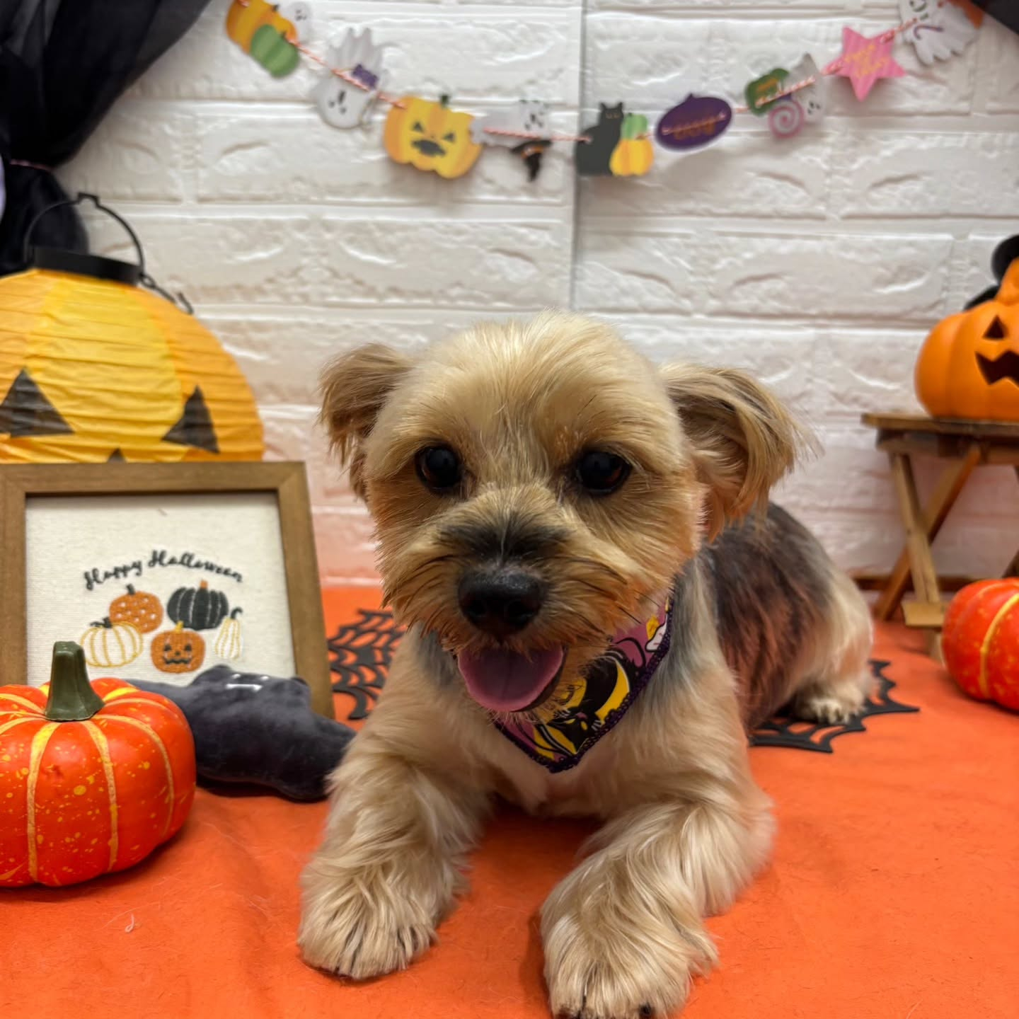 ๐๐ฆ๐ธ๐๐ฆ๐ธ๐๐ฆ๐ธ