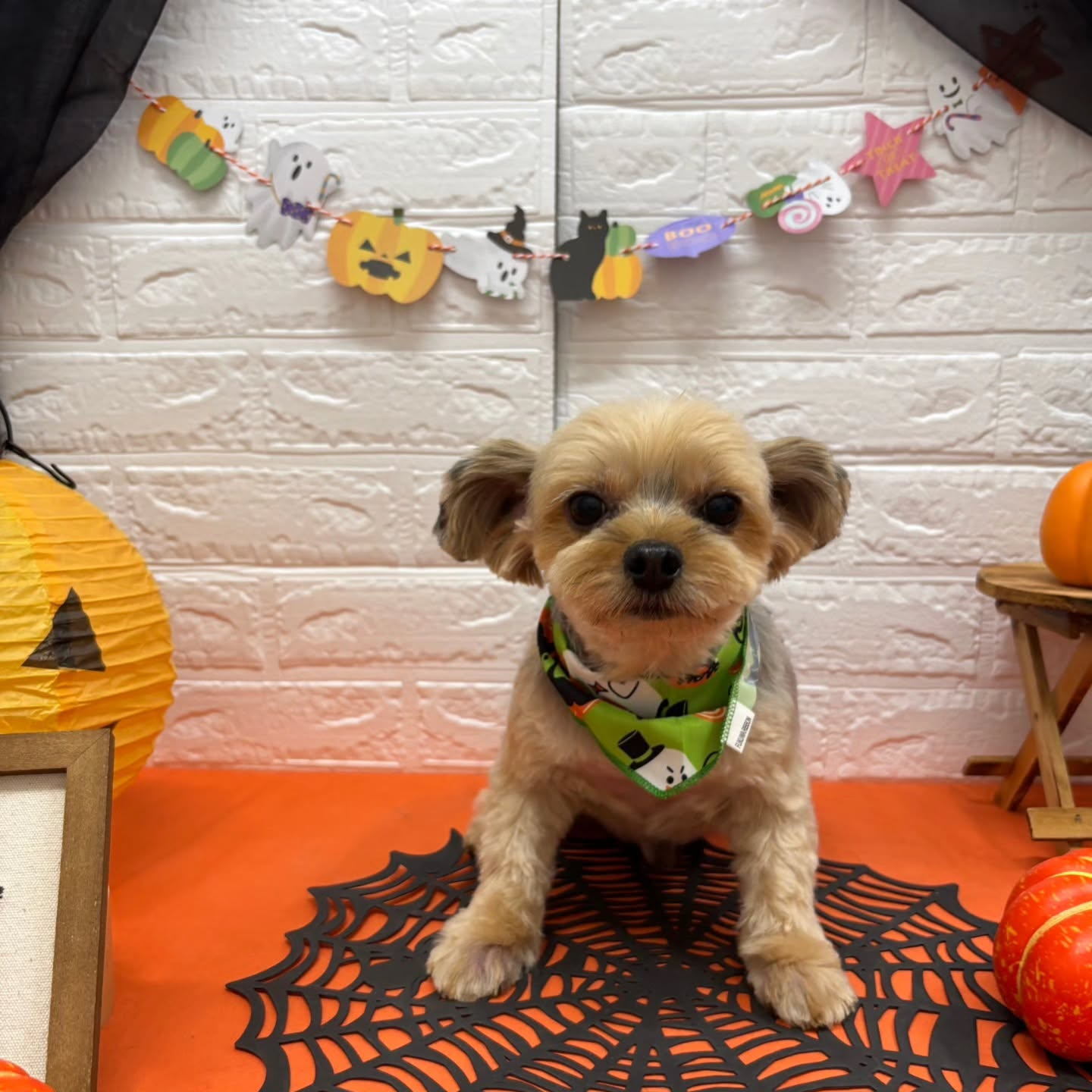 ๐๐ฆ๐ธ๐๐ฆ๐ธ๐๐ฆ๐ธ