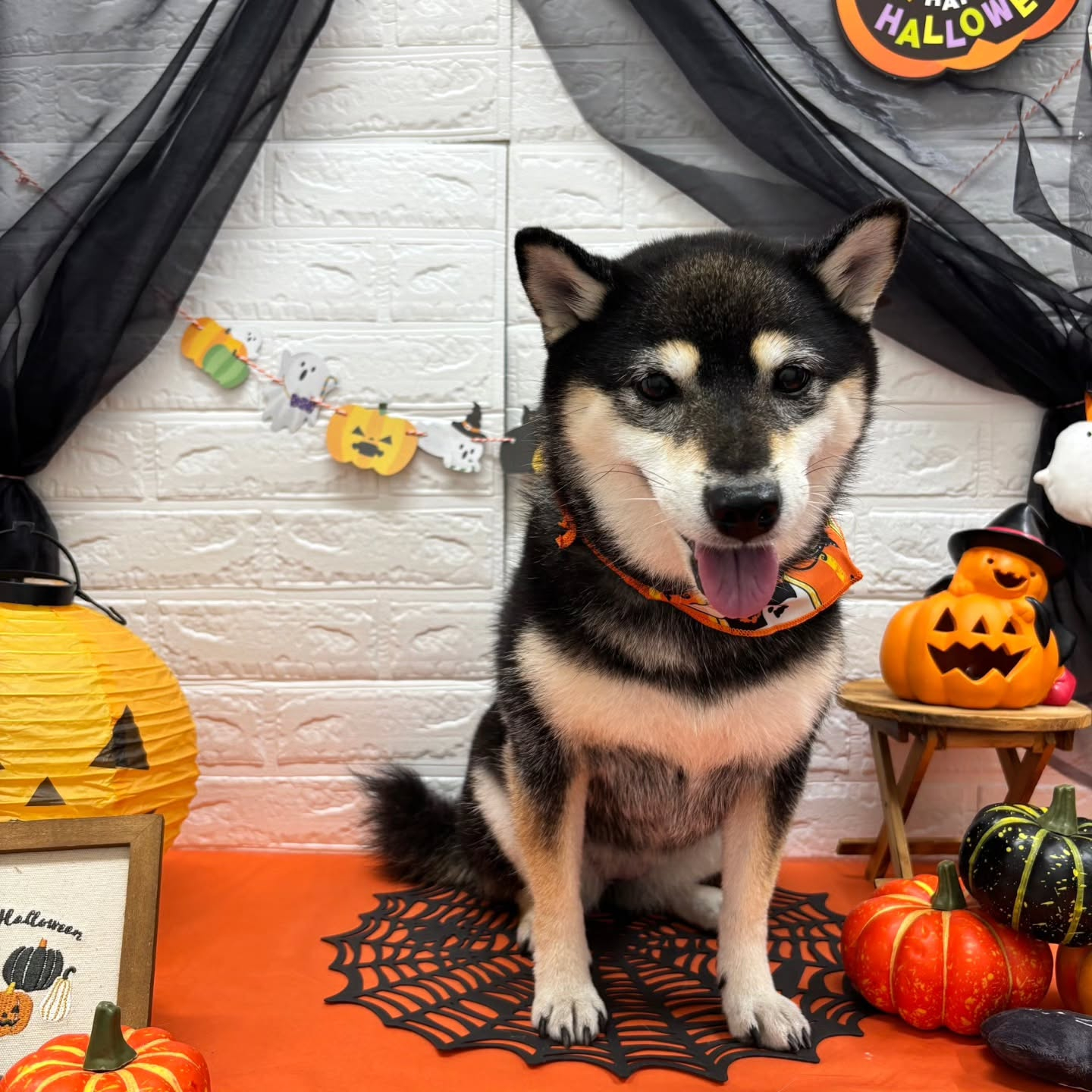 ๐๐ฆ๐ธ๐๐ฆ๐ธ๐๐ฆ๐ธ