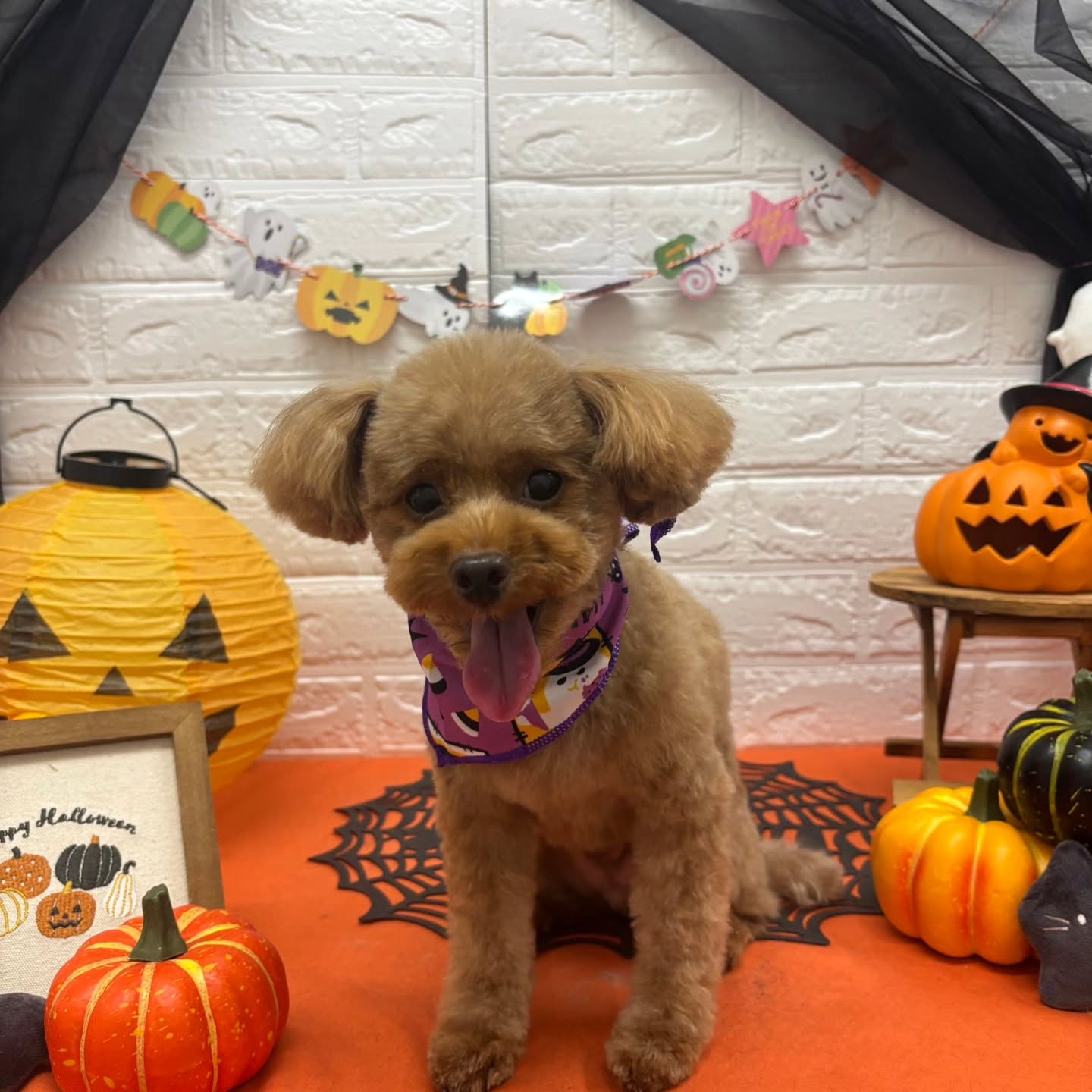 ๐๐ฆ๐ธ๐๐ฆ๐ธ๐๐ฆ๐ธ