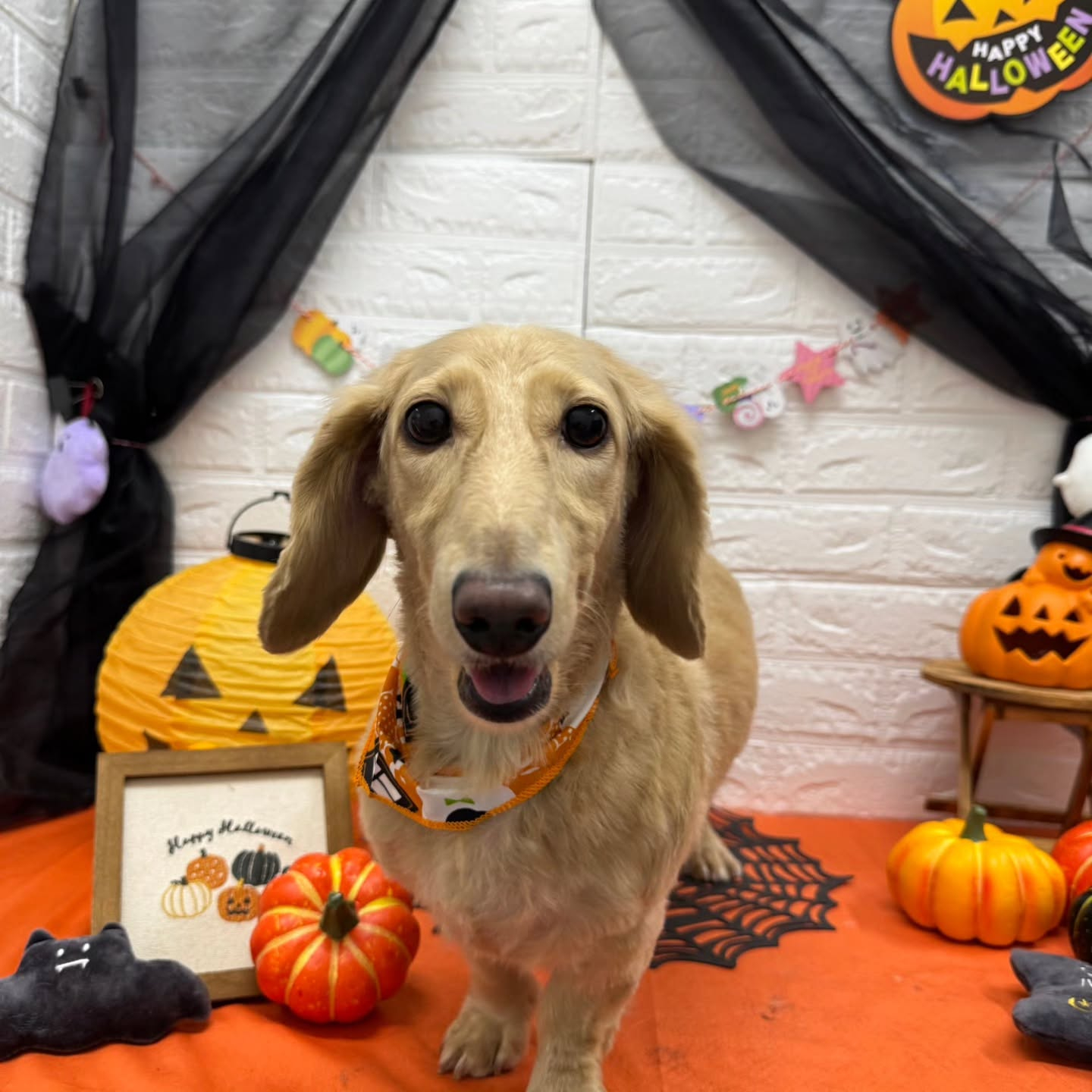 ๐๐ฆ๐ธ๐๐ฆ๐ธ๐๐ฆ๐ธ