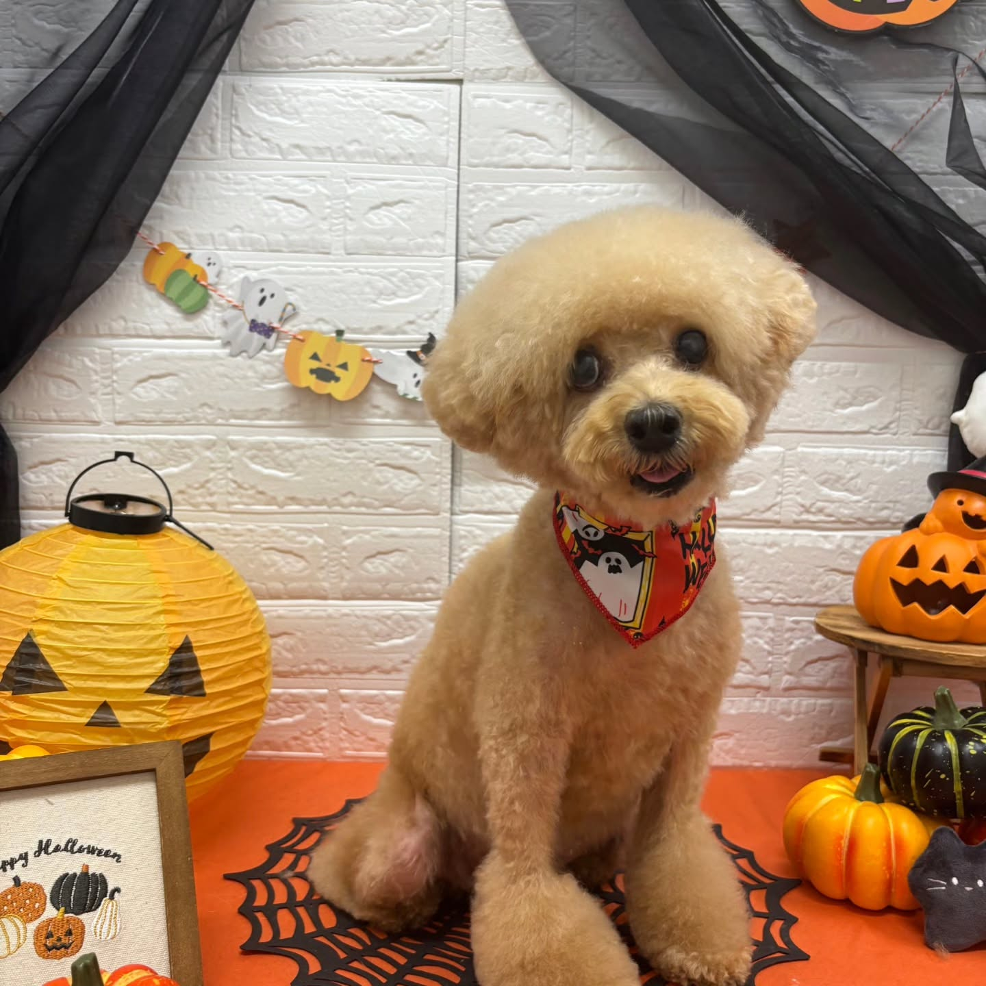 ๐๐ฆ๐ธ๐๐ฆ๐ธ๐๐ฆ๐ธ