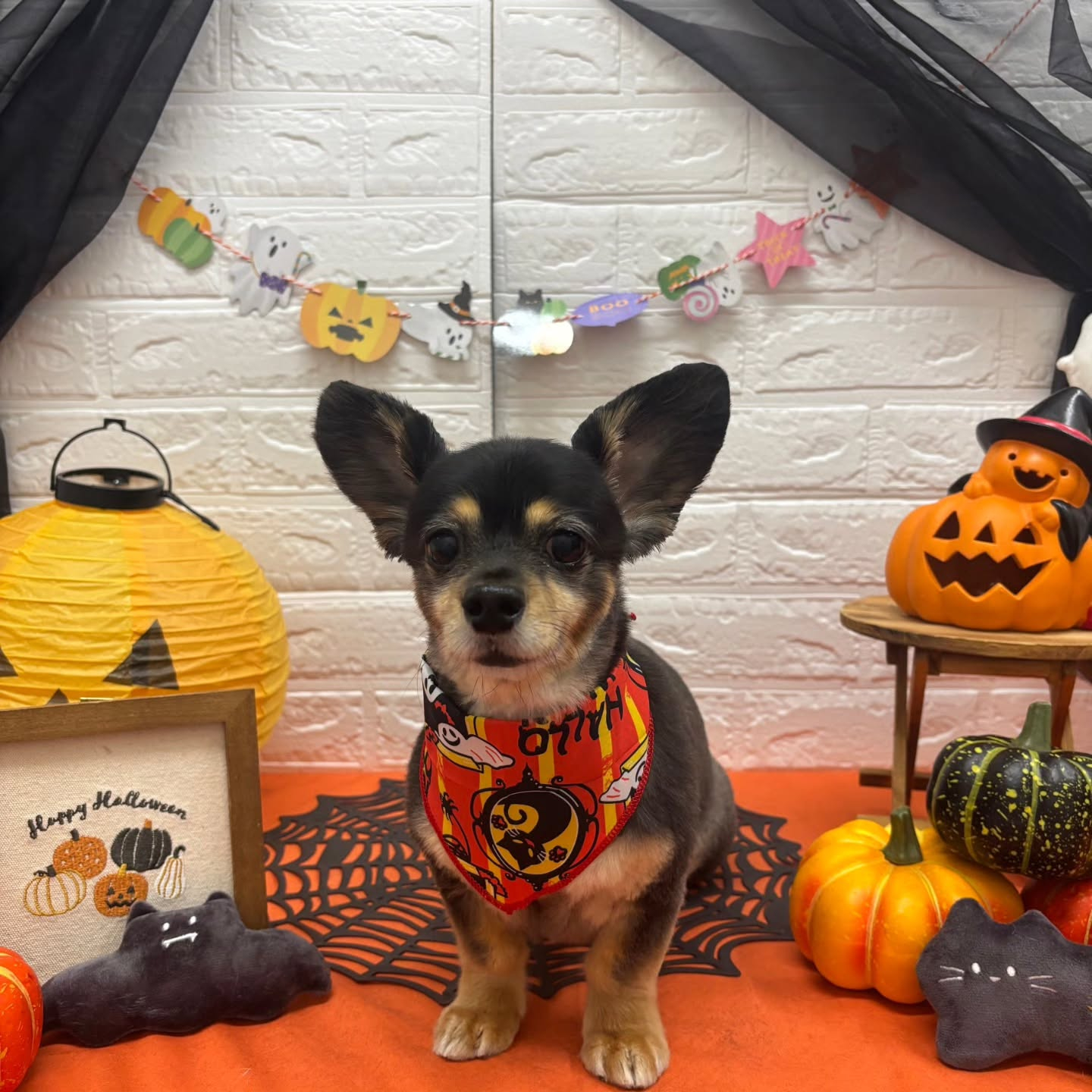 🎃🦇🕸🎃🦇🕸🎃🦇🕸