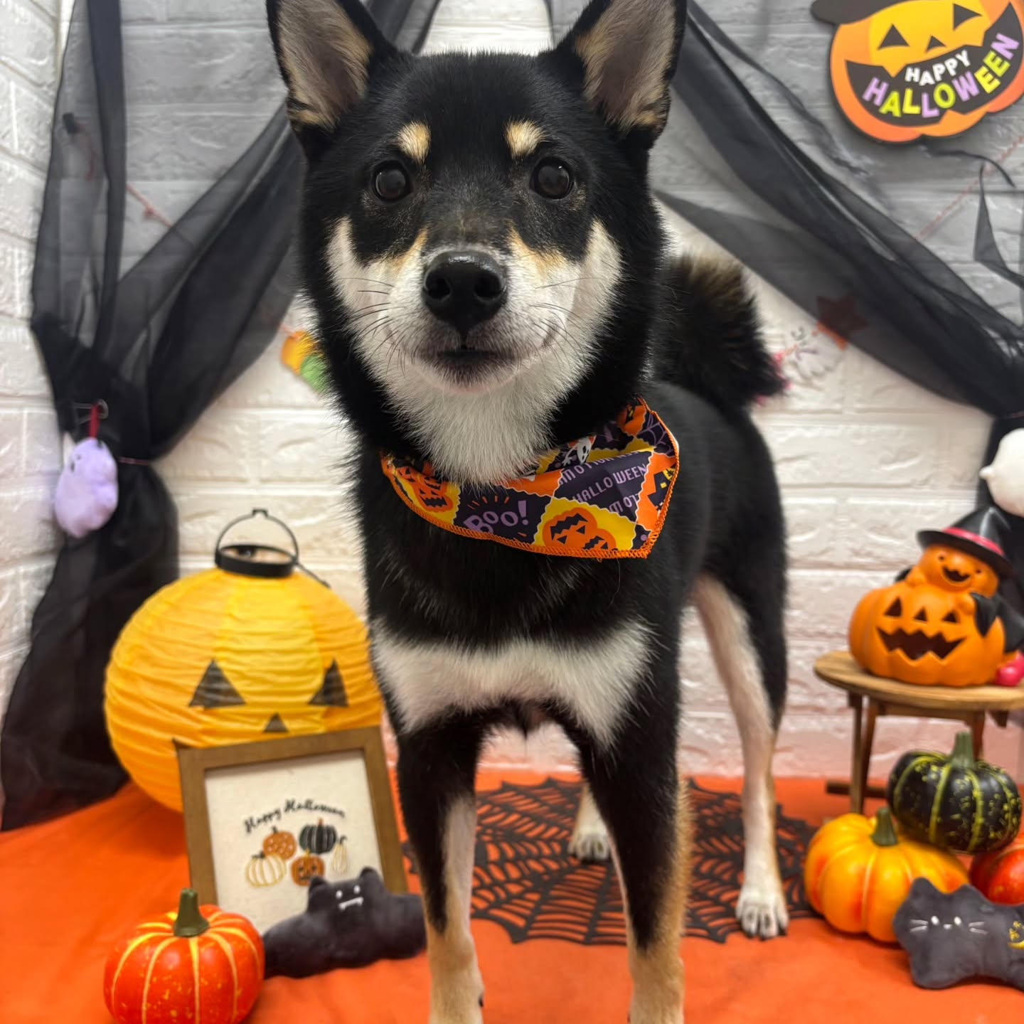 🎃🦇🕸🎃🦇🕸🎃🦇🕸