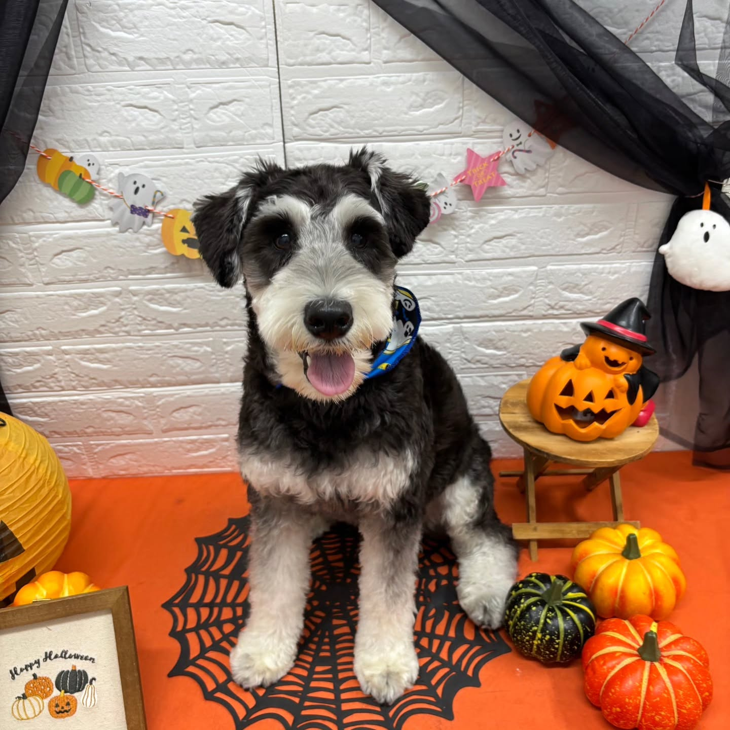 🎃🦇🕸🎃🦇🕸🎃🦇🕸