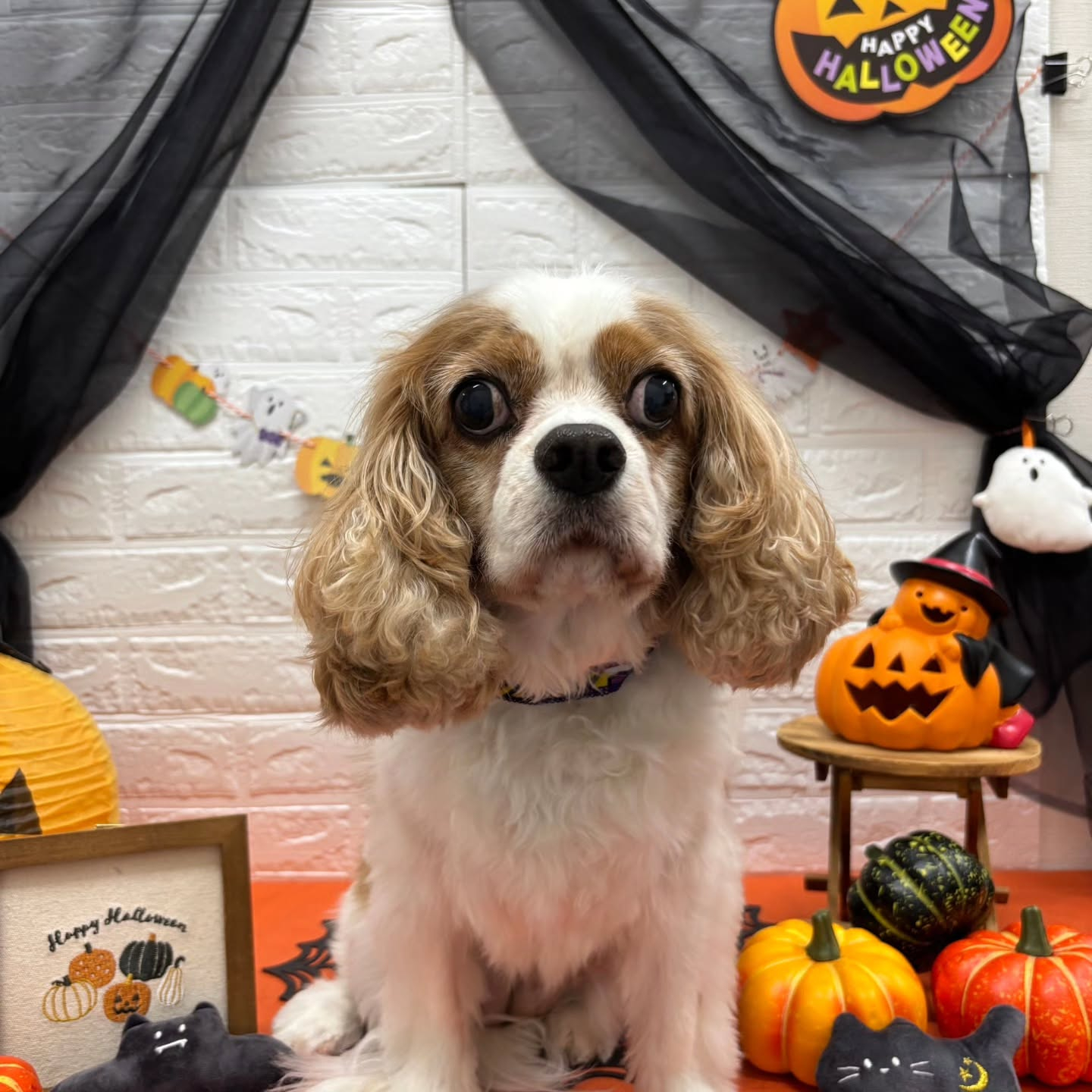 🎃🦇🕸🎃🦇🕸🎃🦇🕸