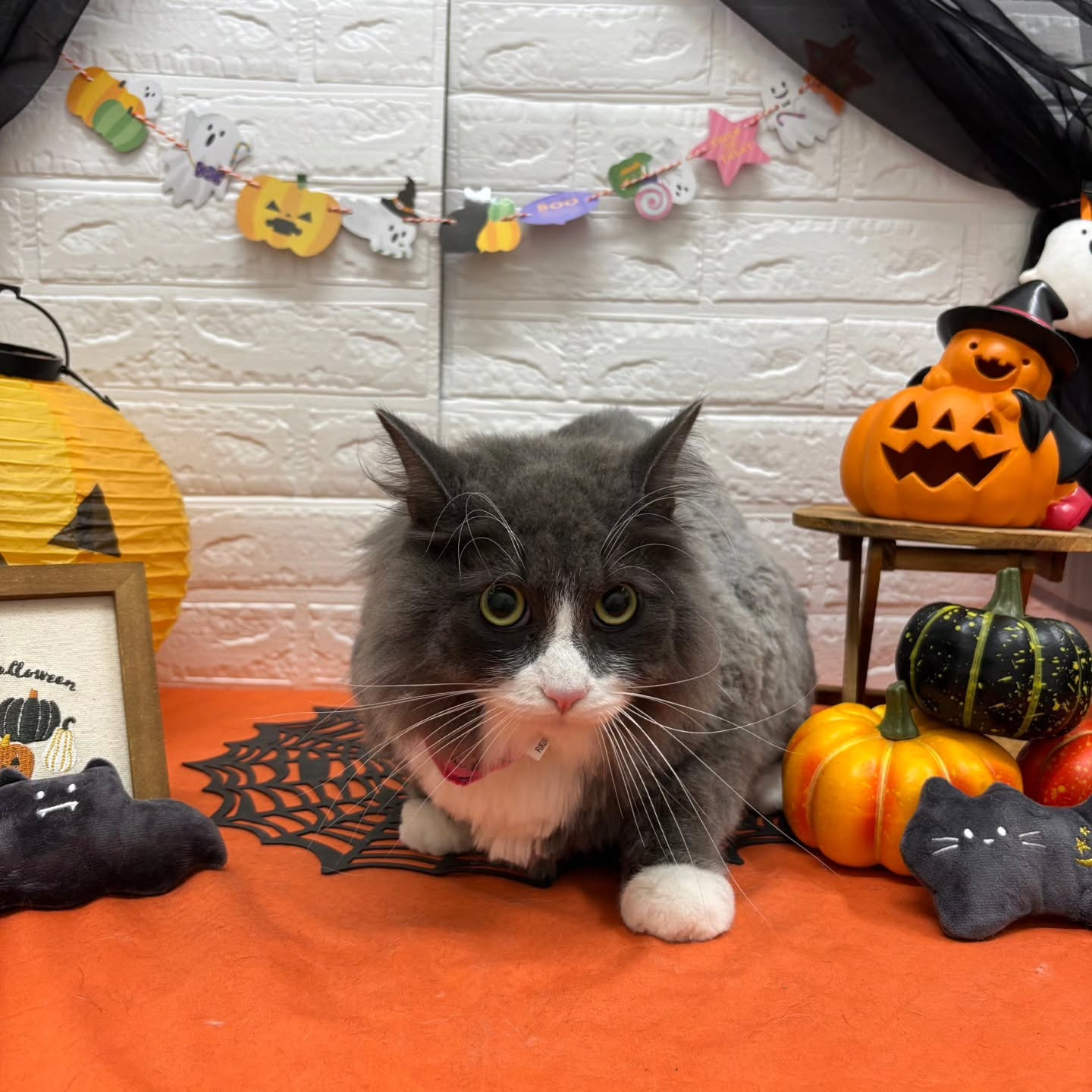 🎃🦇🕸🎃🦇🕸🎃🦇🕸