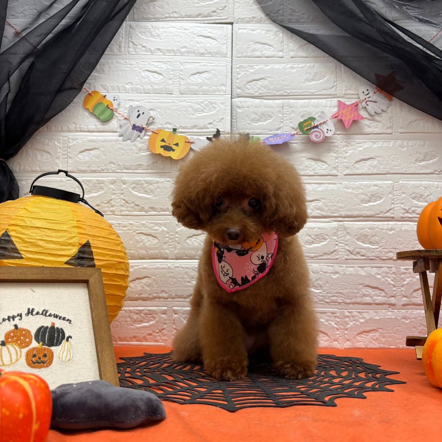 🎃🦇🕸🎃🦇🕸🎃🦇🕸