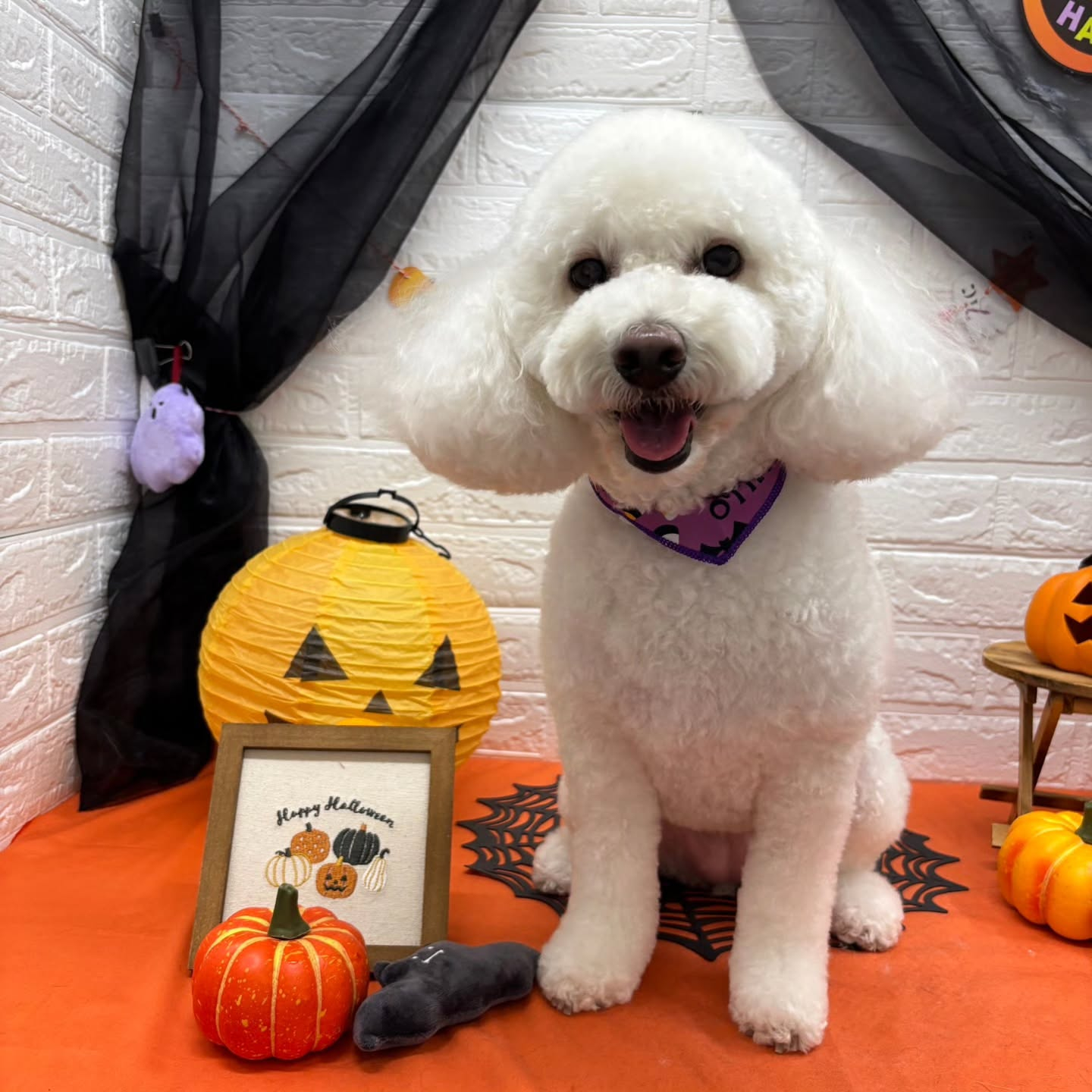 🎃🦇🕸🎃🦇🕸🎃🦇🕸