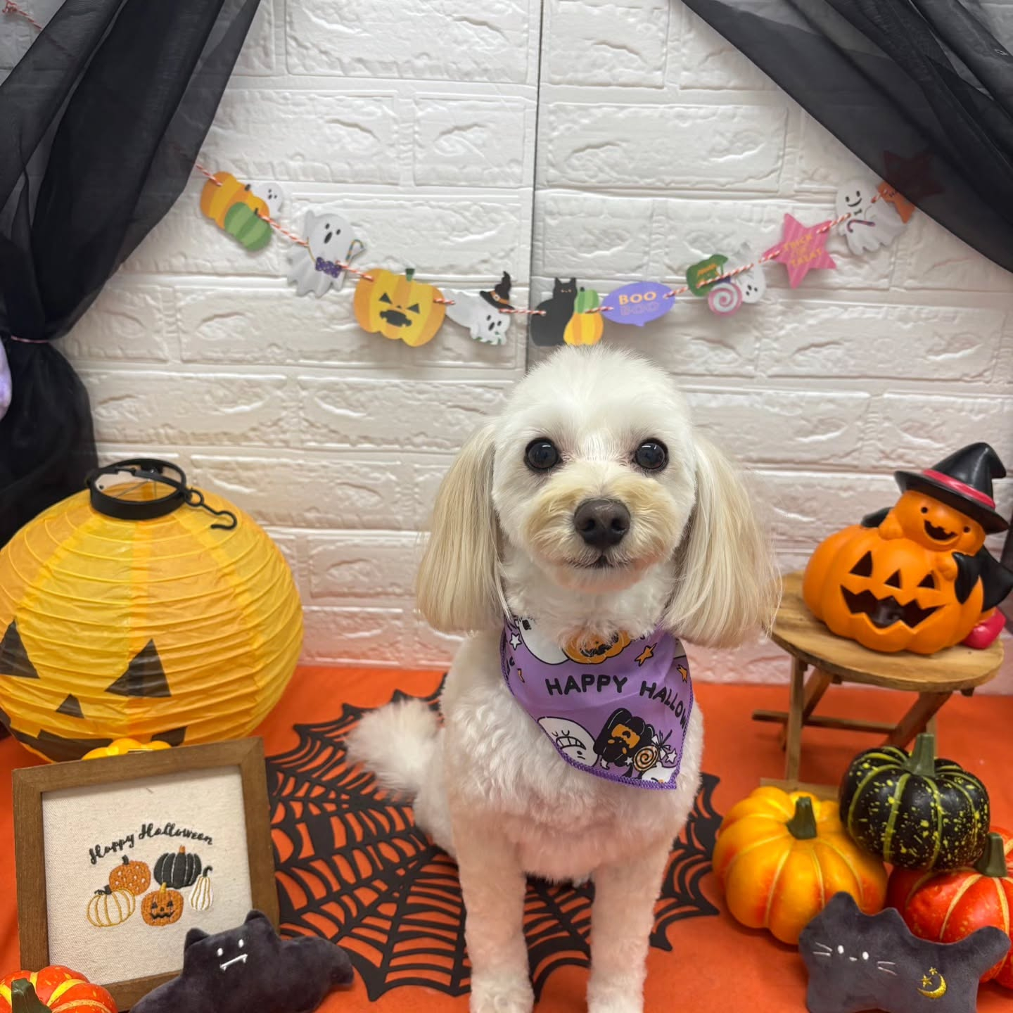 🎃🦇🕸🎃🦇🕸🎃🦇🕸