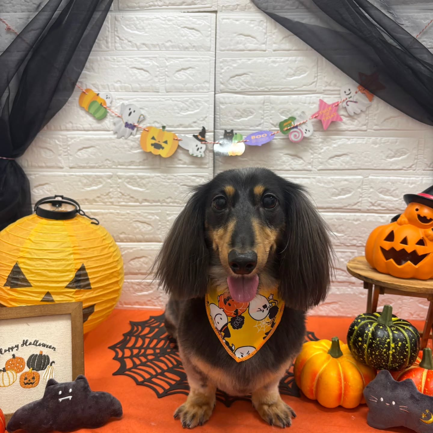 🎃🦇🕸🎃🦇🕸🎃🦇🕸