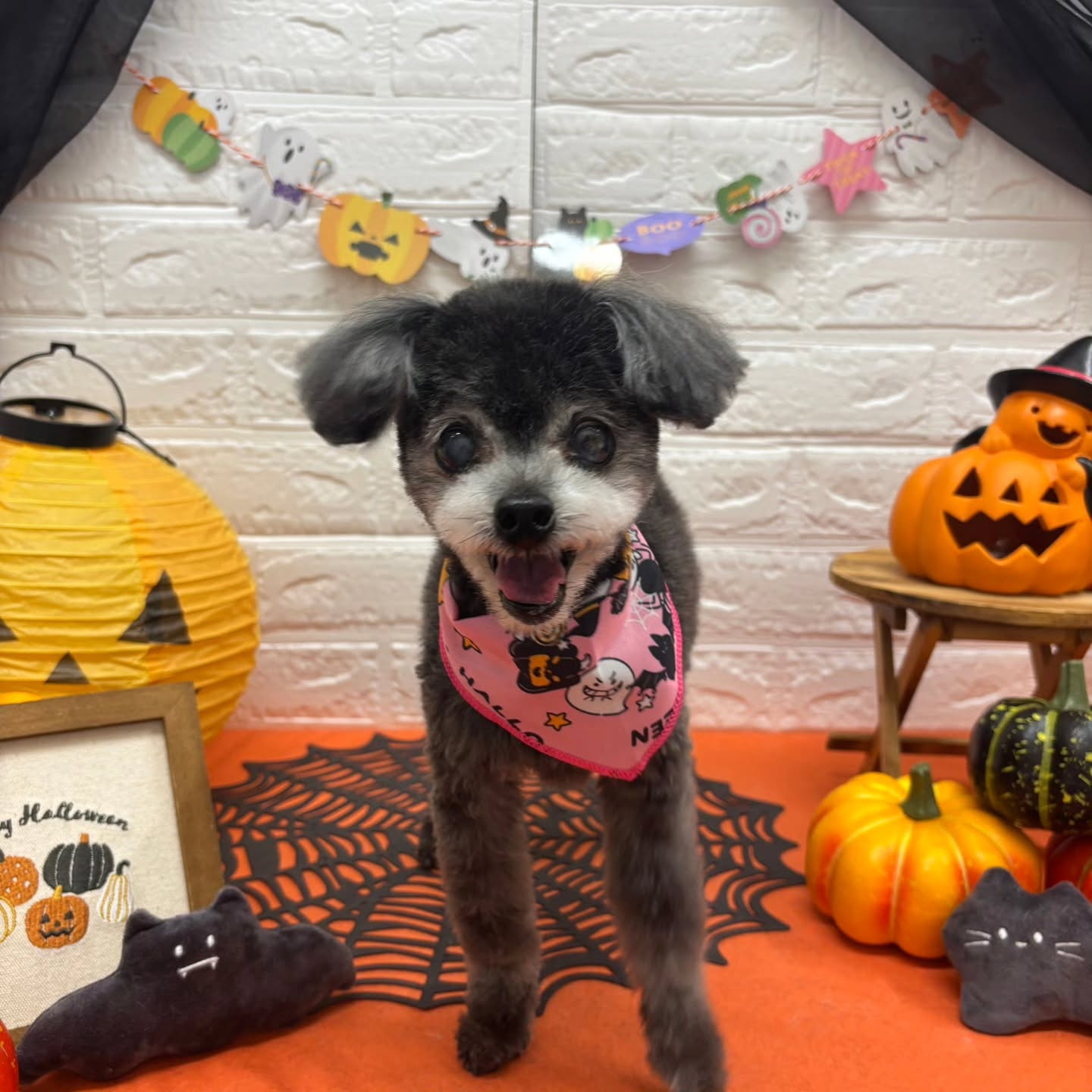 🎃🦇🕸🎃🦇🕸🎃🦇🕸