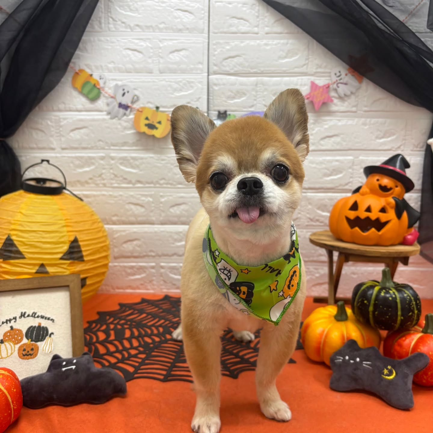 🎃🦇🕸🎃🦇🕸🎃🦇🕸