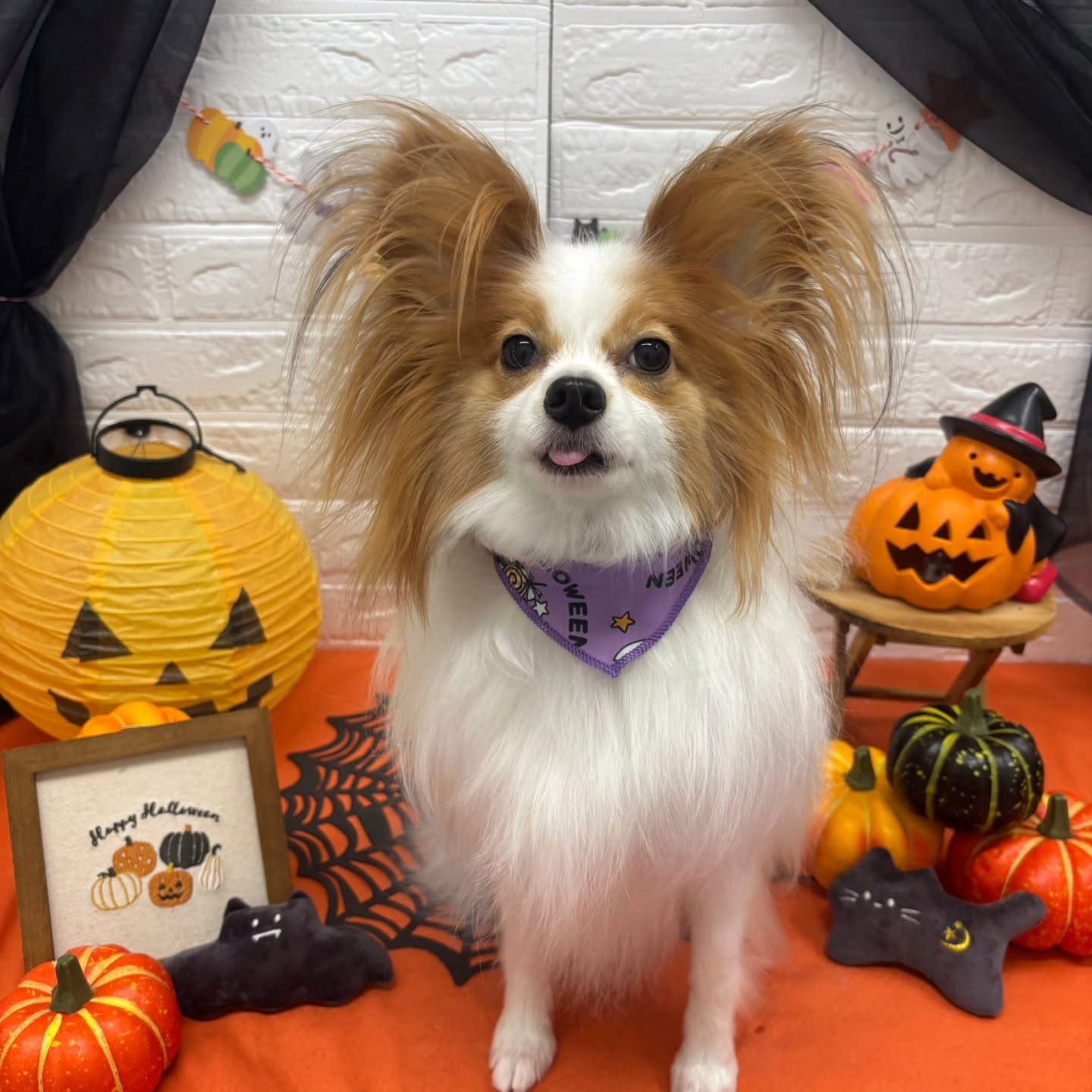 🎃🦇🕸🎃🦇🕸🎃🦇🕸