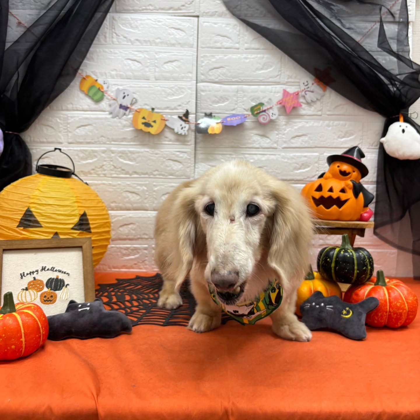 🎃🦇🕸🎃🦇🕸🎃🦇🕸