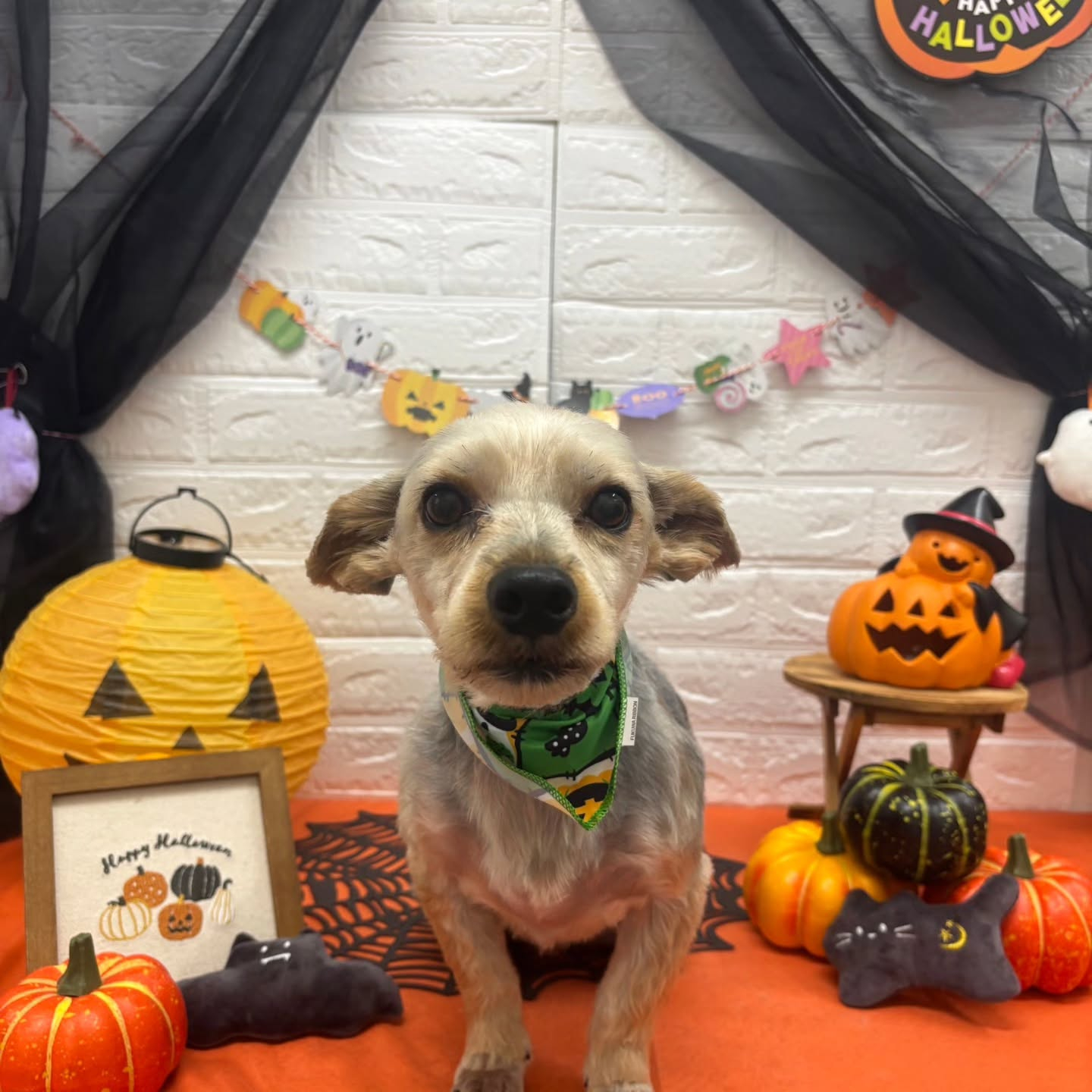 🎃🦇🕸🎃🦇🕸🎃🦇🕸