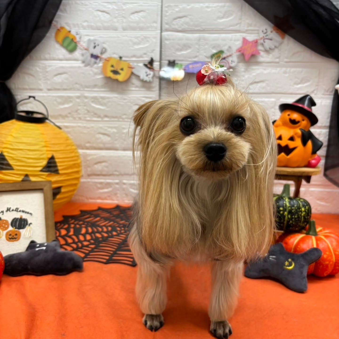 🎃🦇🕸🎃🦇🕸🎃🦇🕸