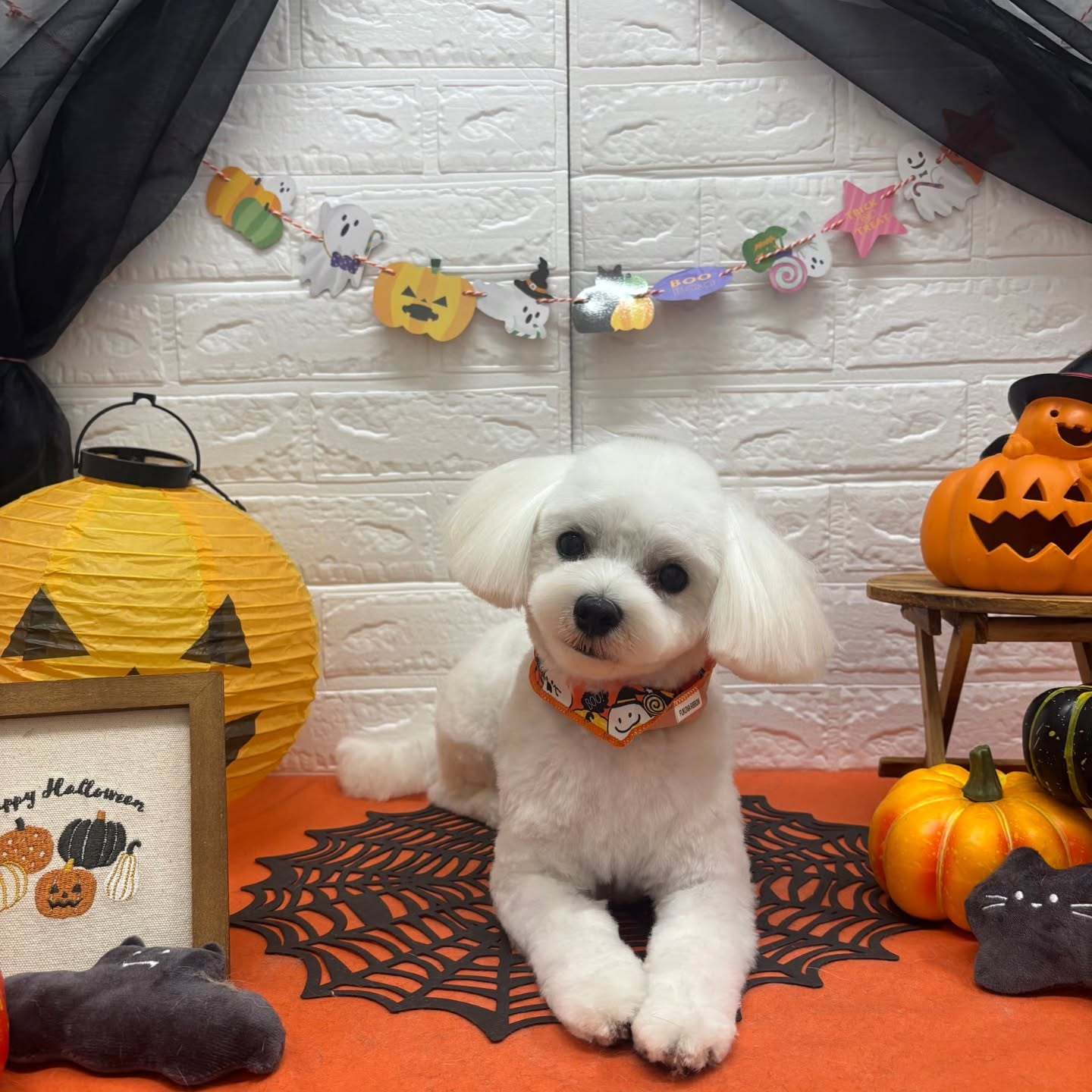 🎃🦇🕸🎃🦇🕸🎃🦇🕸