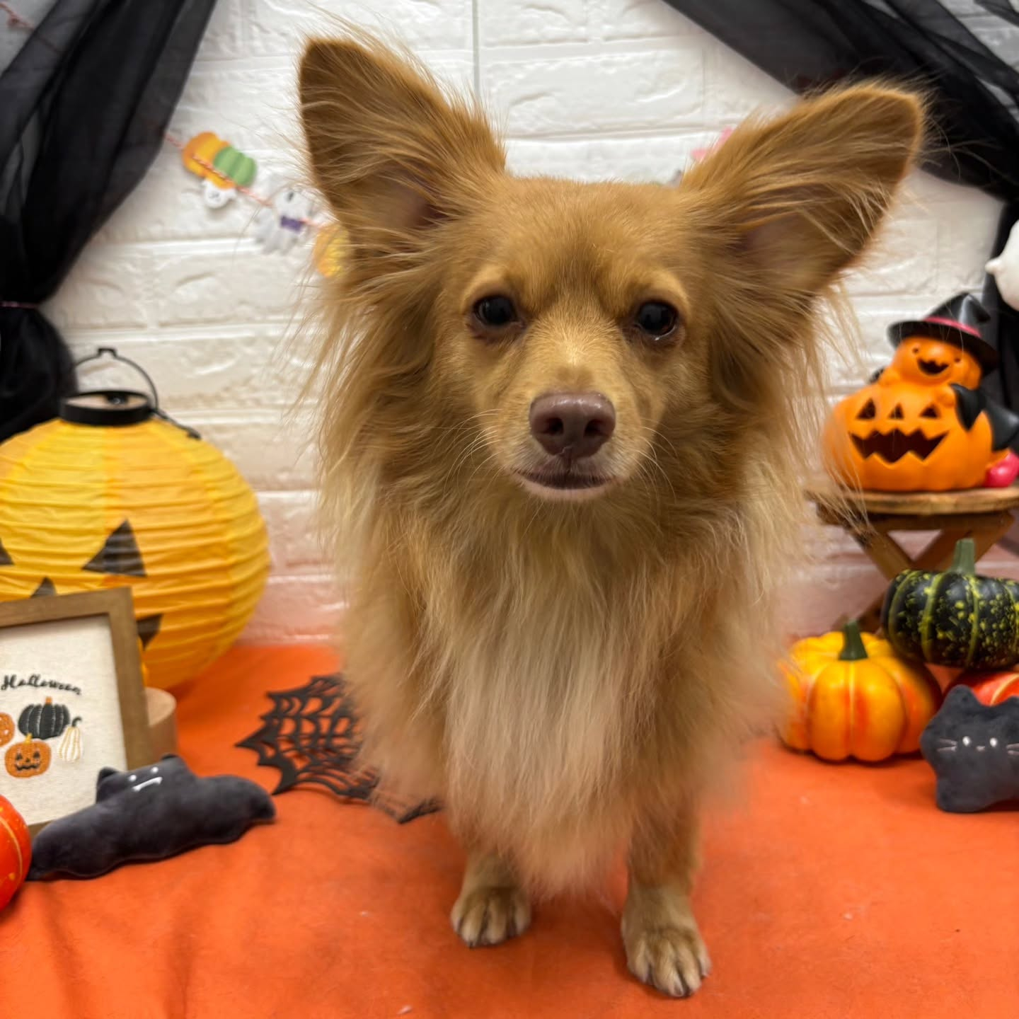 🎃🦇🕸🎃🦇🕸🎃🦇🕸