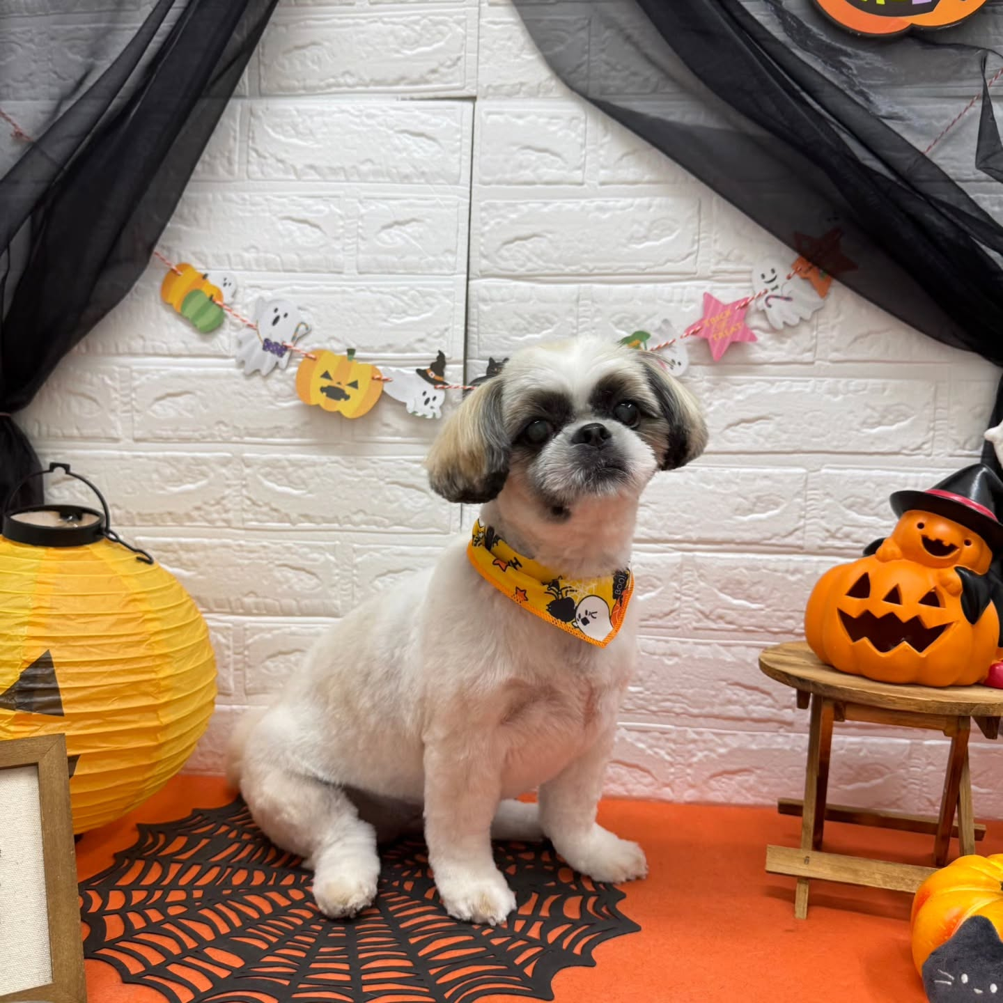 🎃🦇🕸🎃🦇🕸🎃🦇🕸