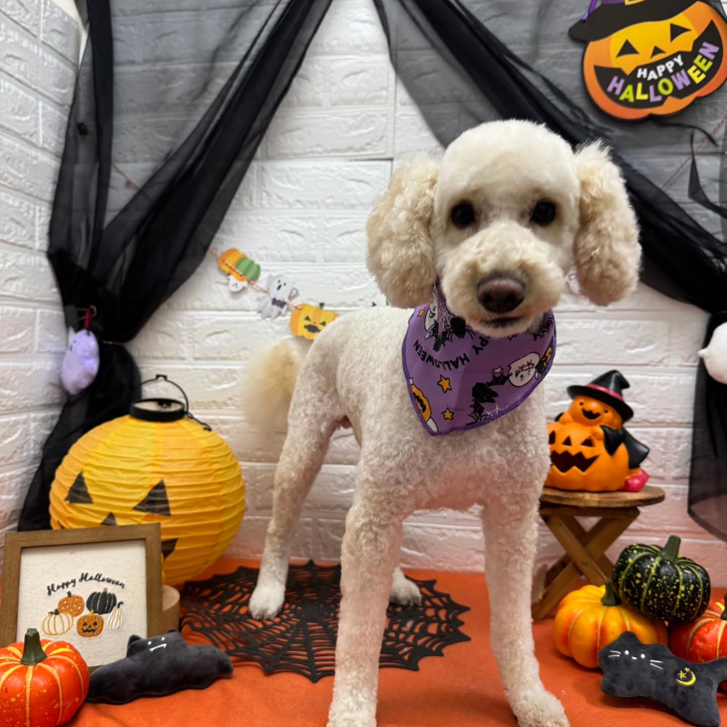 🎃🦇🕸🎃🦇🕸🎃🦇🕸