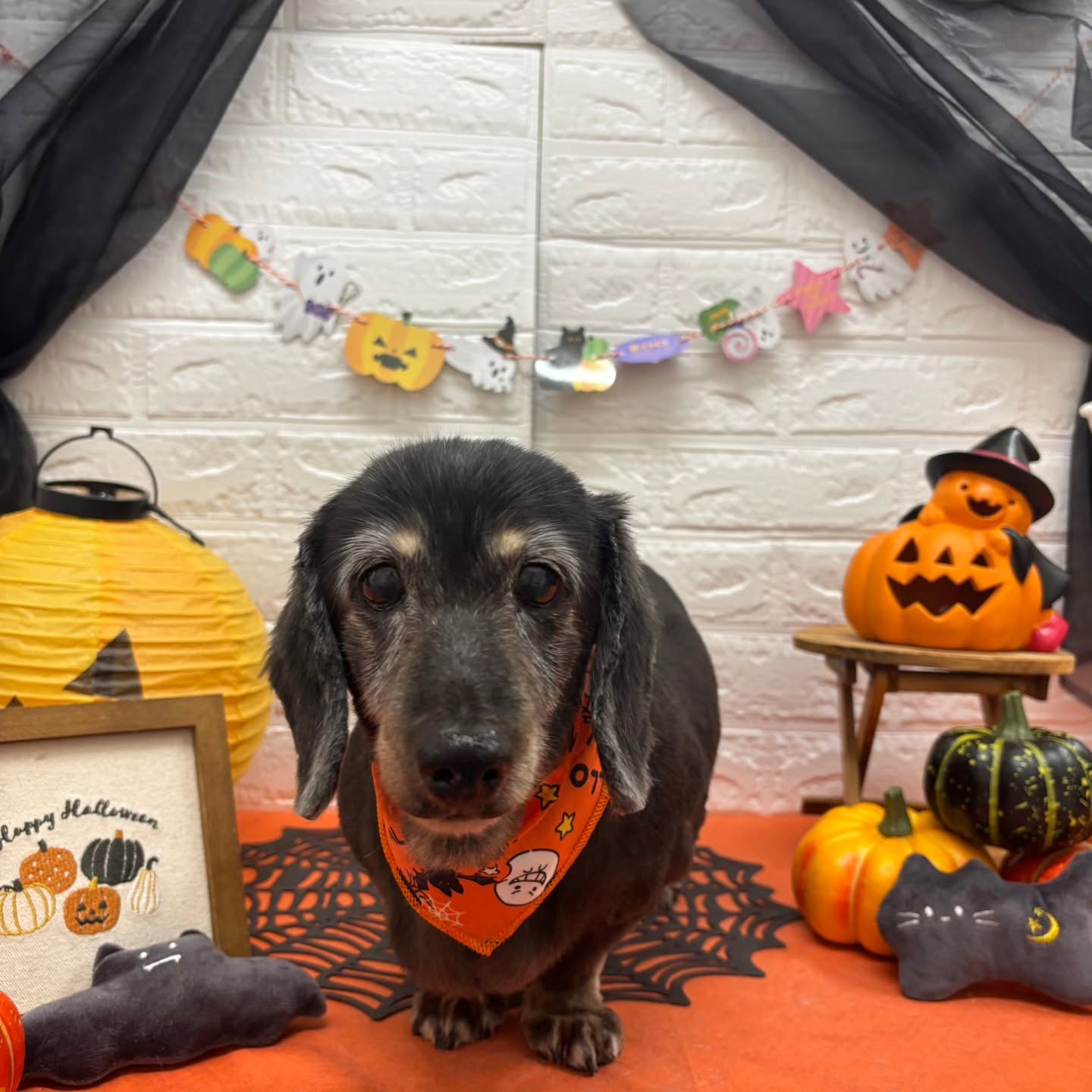 🎃🦇🕸🎃🦇🕸🎃🦇🕸