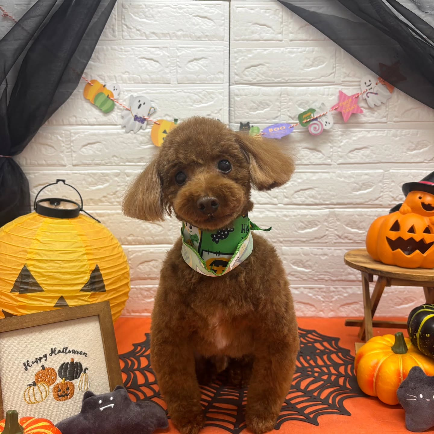 🎃🦇🕸🎃🦇🕸🎃🦇🕸