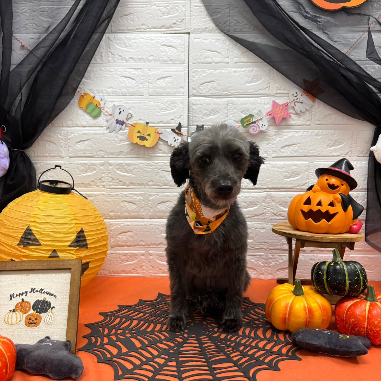 🎃🦇🕸🎃🦇🕸🎃🦇🕸