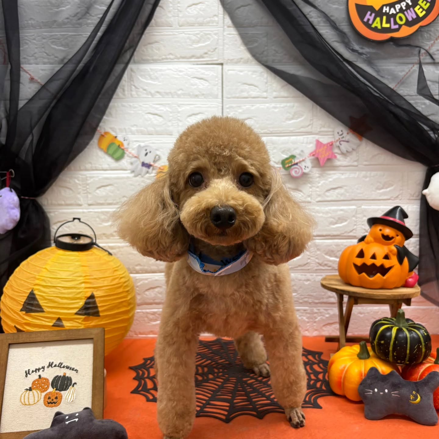 🎃🦇🕸🎃🦇🕸🎃🦇🕸