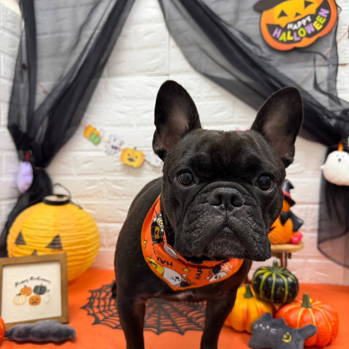 🎃🦇🕸🎃🦇🕸🎃🦇🕸