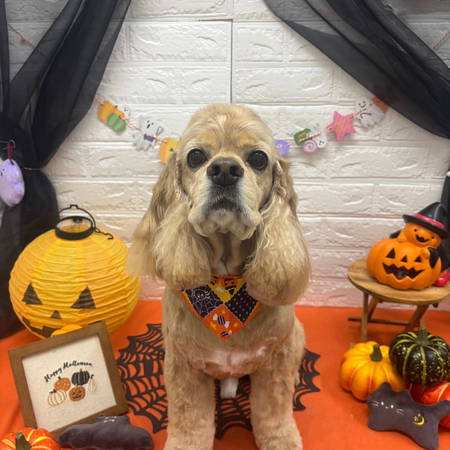 🎃🦇🕸🎃🦇🕸🎃🦇🕸