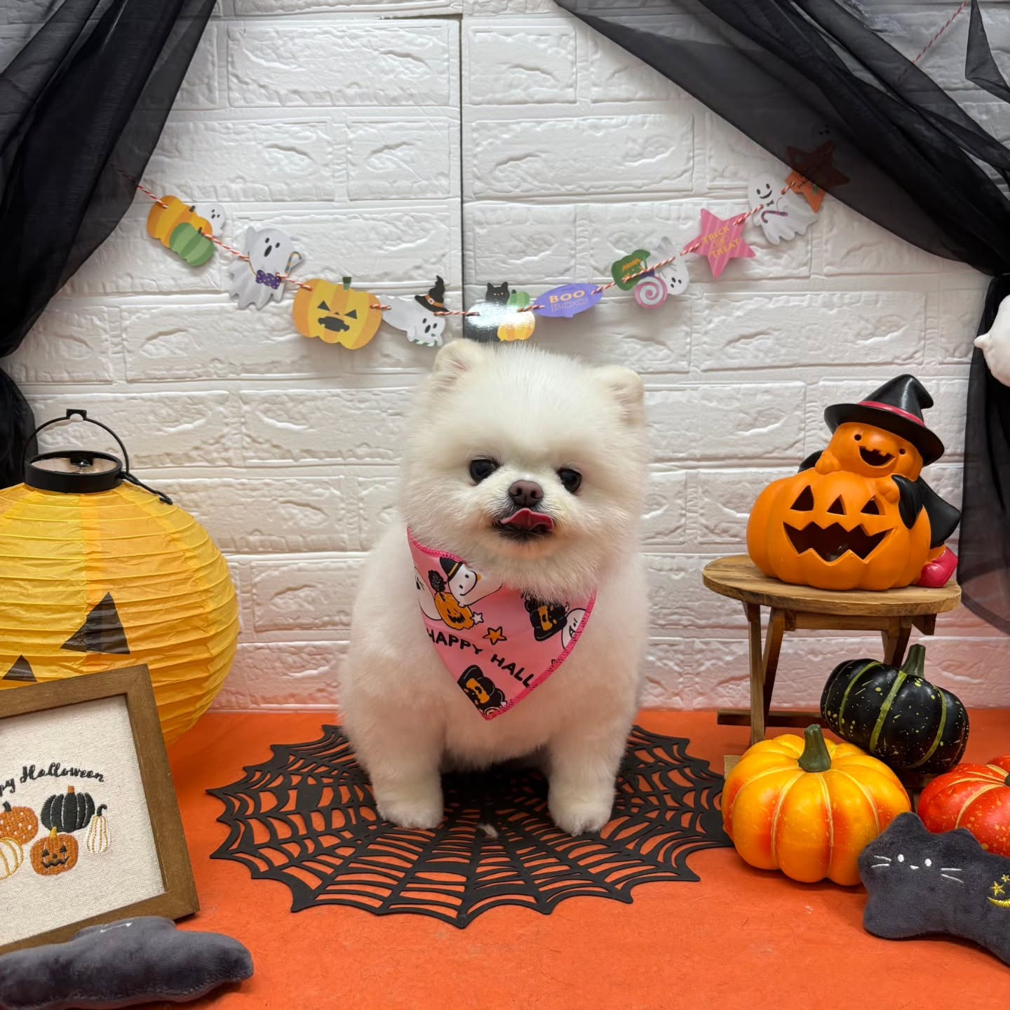 🎃🦇🕸🎃🦇🕸🎃🦇🕸