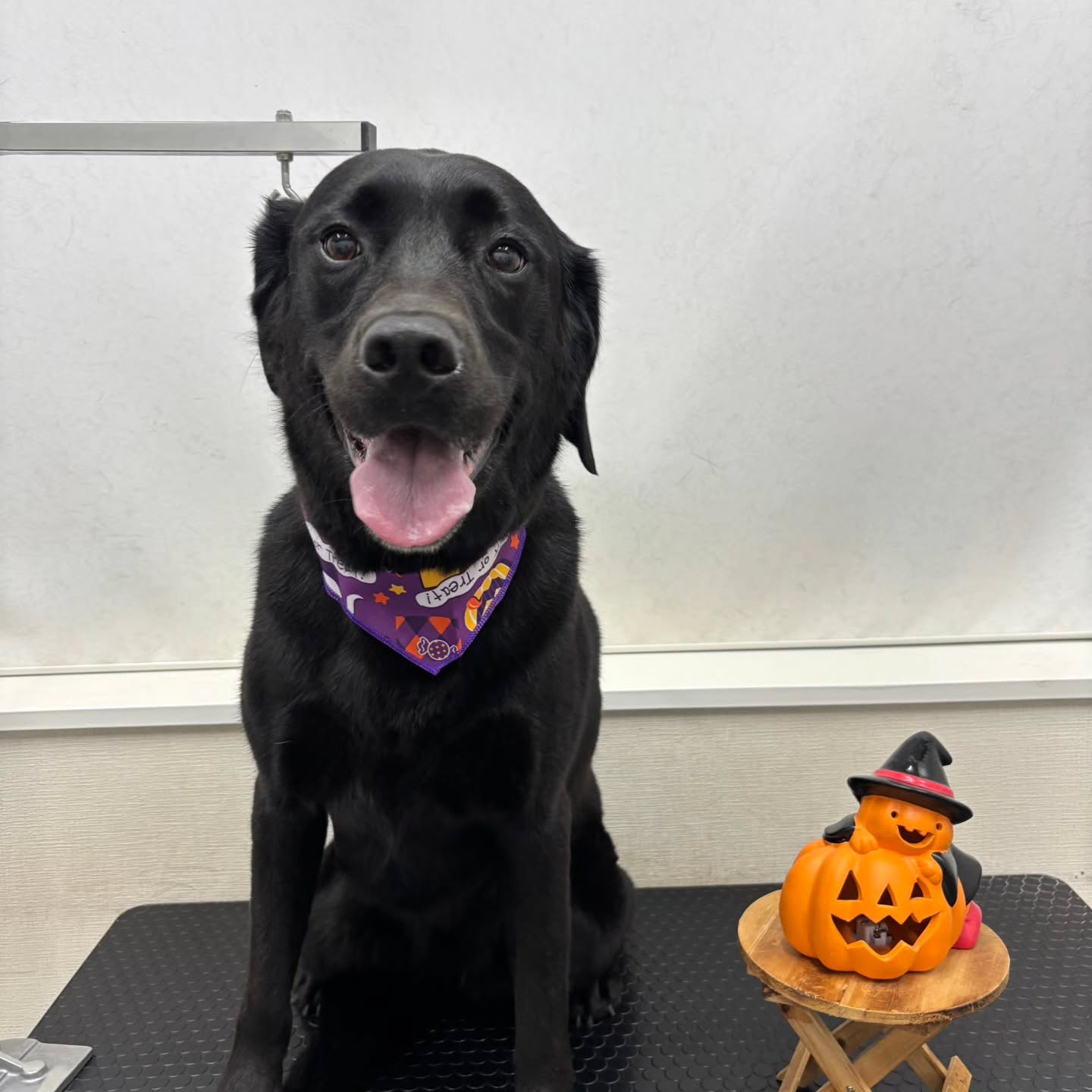 🎃🦇🕸🎃🦇🕸🎃🦇🕸