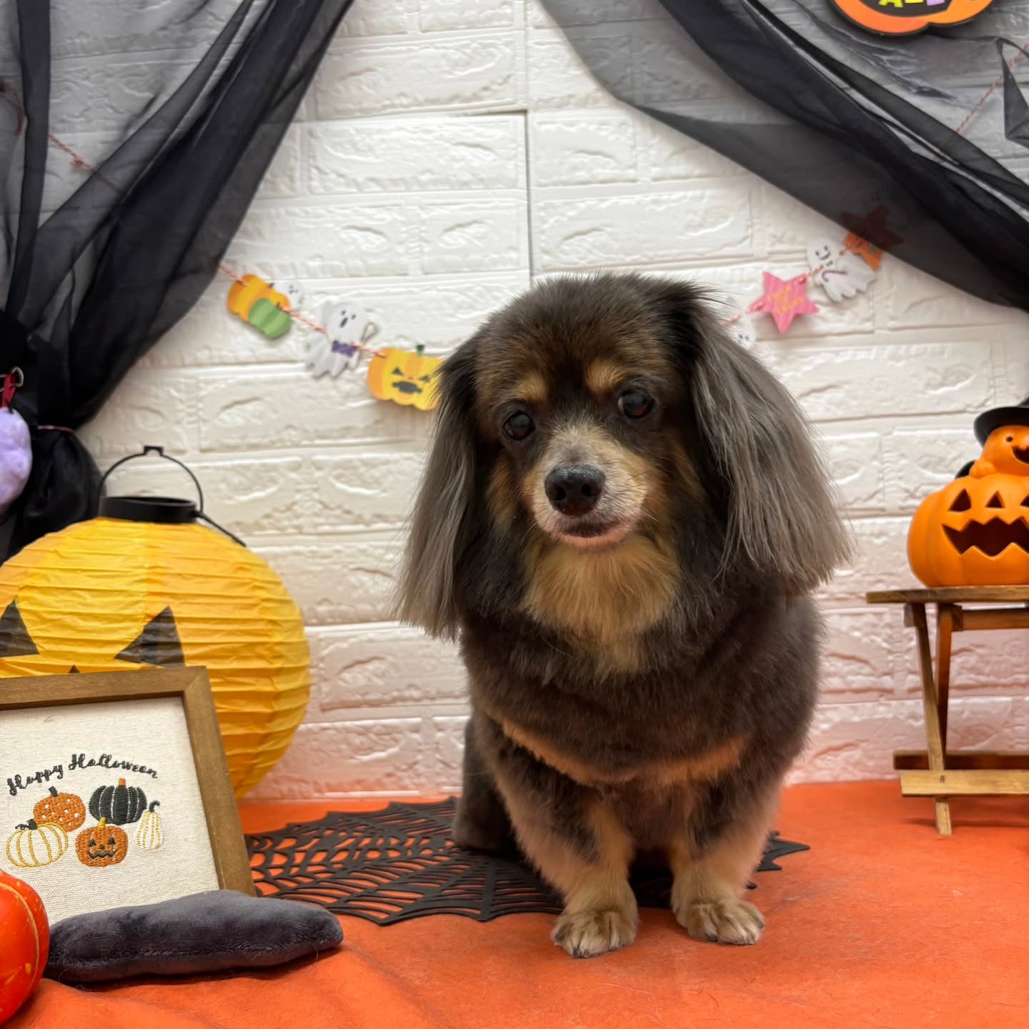 🎃🦇🕸🎃🦇🕸🎃🦇🕸