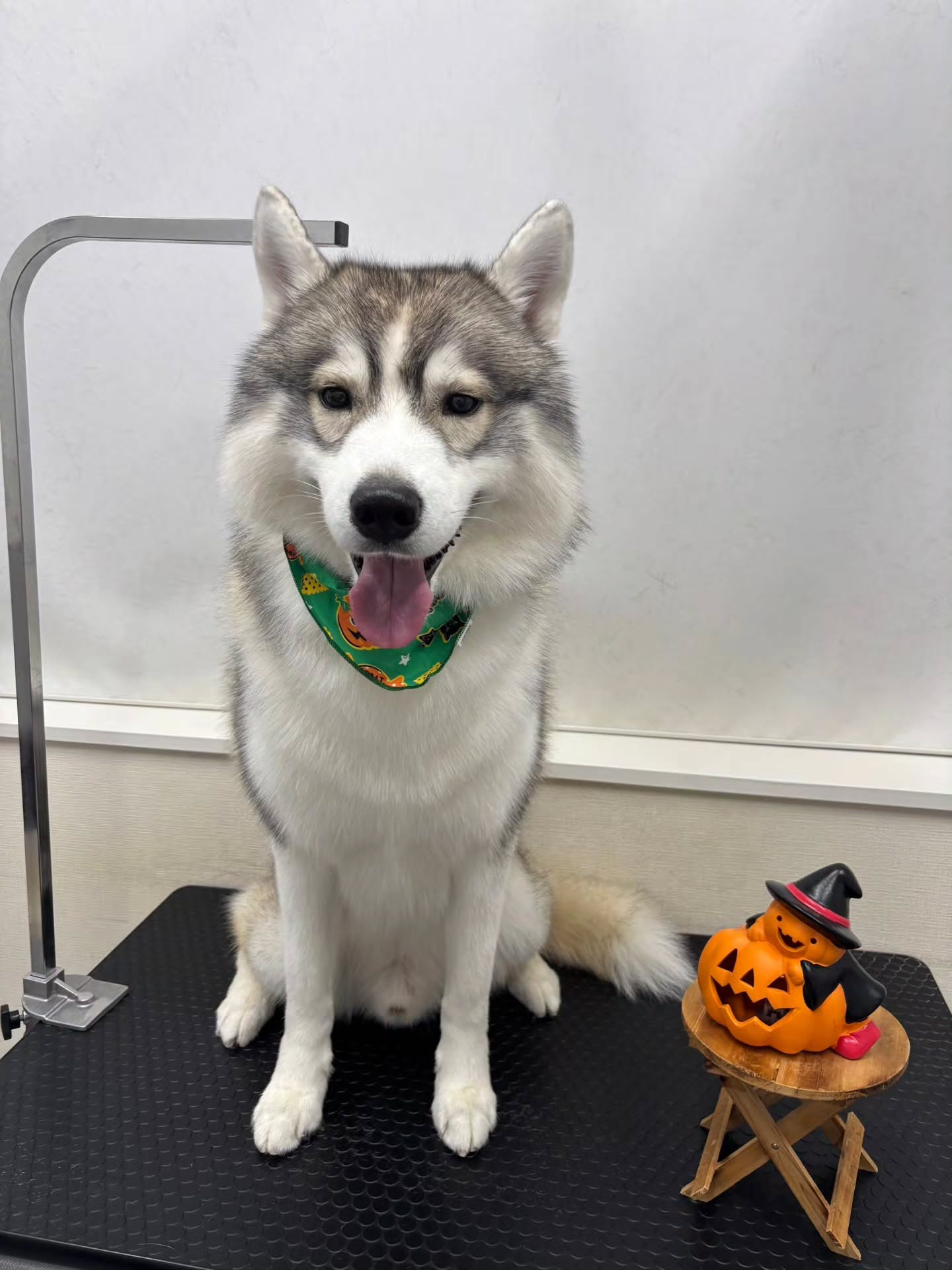 🎃🦇🕸🎃🦇🕸🎃🦇🕸