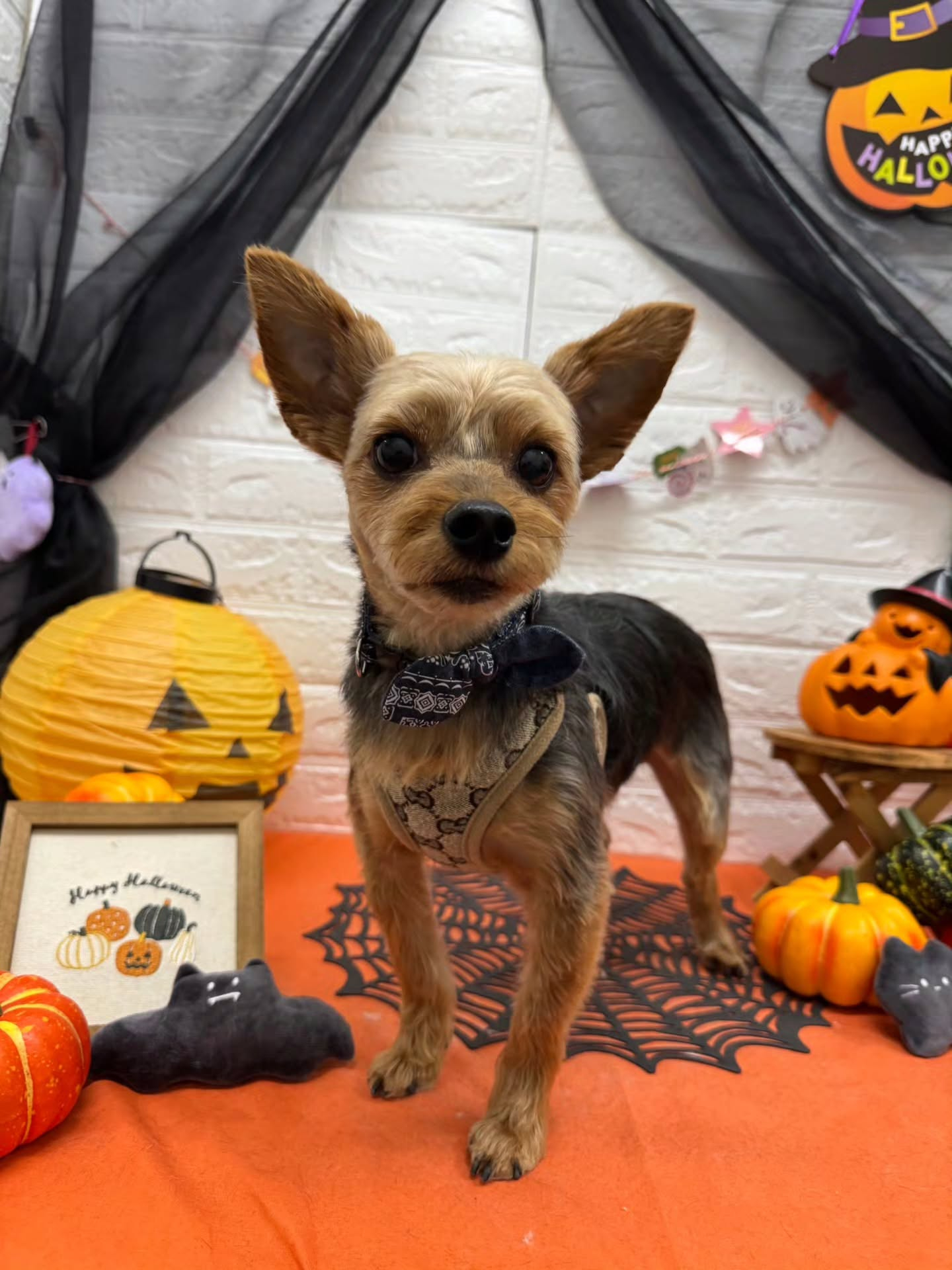 🎃🦇🕸🎃🦇🕸🎃🦇🕸