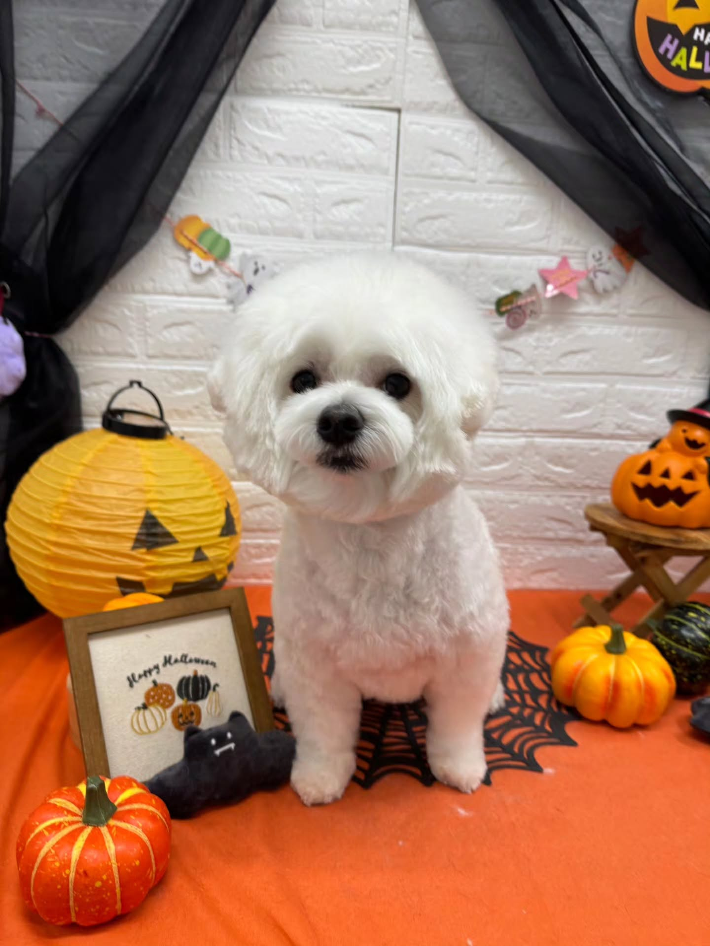 🎃🦇🕸🎃🦇🕸🎃🦇🕸