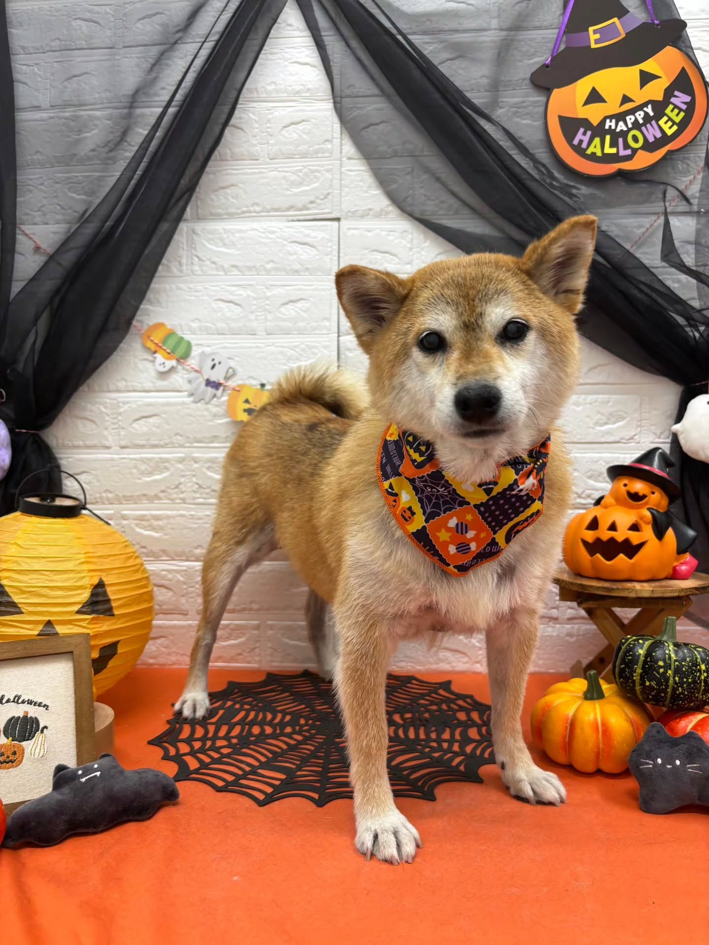 🎃🦇🕸🎃🦇🕸🎃🦇🕸