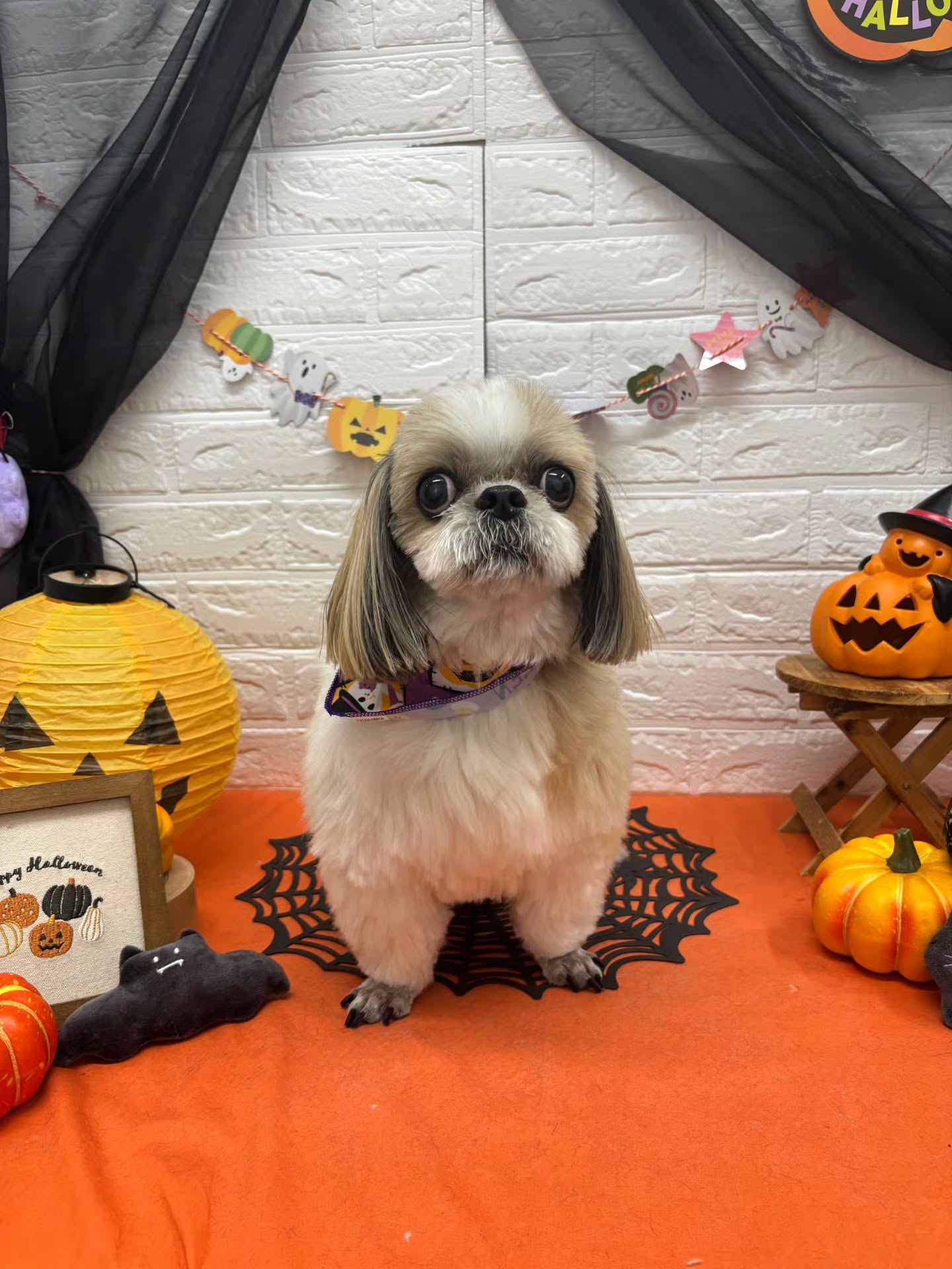 🎃🦇🕸🎃🦇🕸🎃🦇🕸