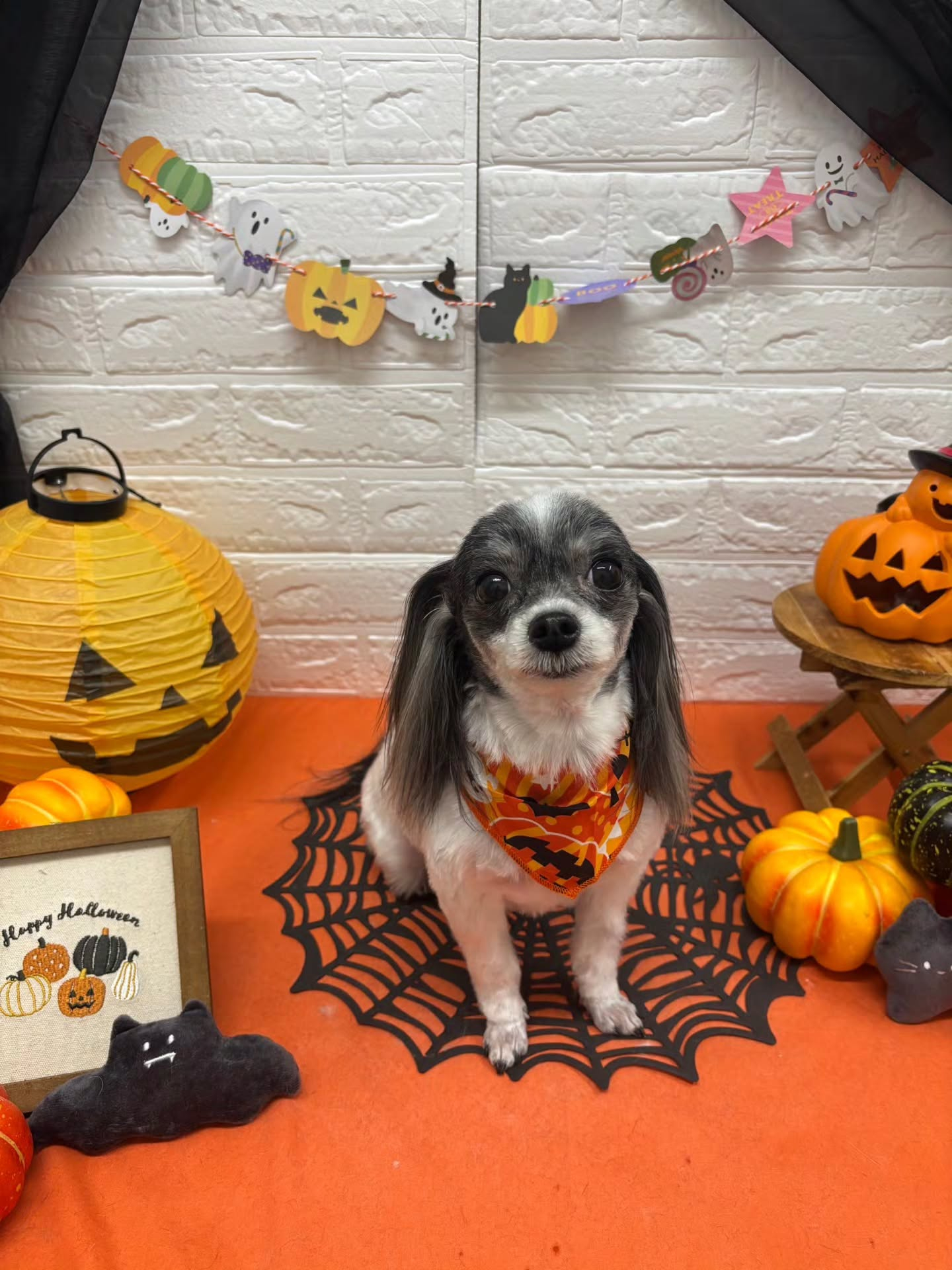 🎃🦇🕸🎃🦇🕸🎃🦇🕸