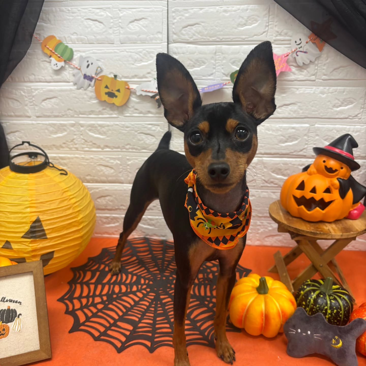 🎃🦇🕸🎃🦇🕸🎃🦇🕸